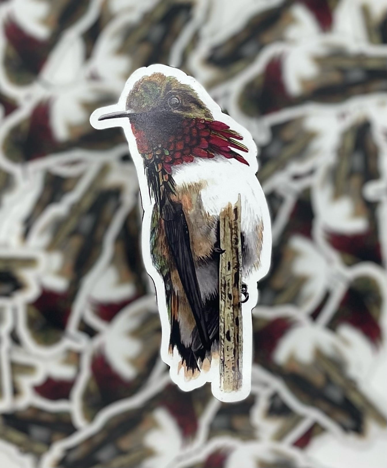 Anna's Hummingbird - Bird Art by KB - Magnet