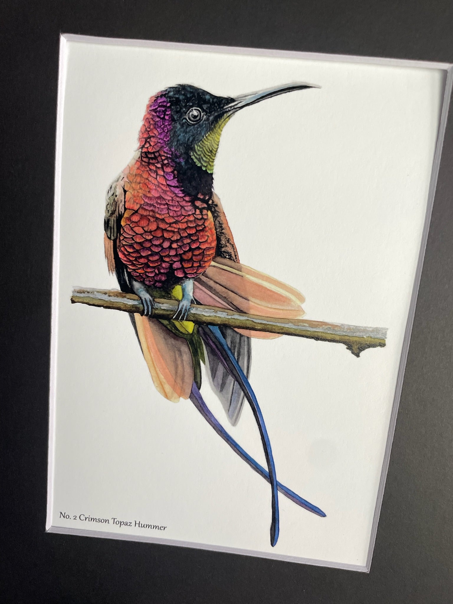 Crimson Topaz Hummingbird - Bird Art by KB - Giclee Print with Black Mat