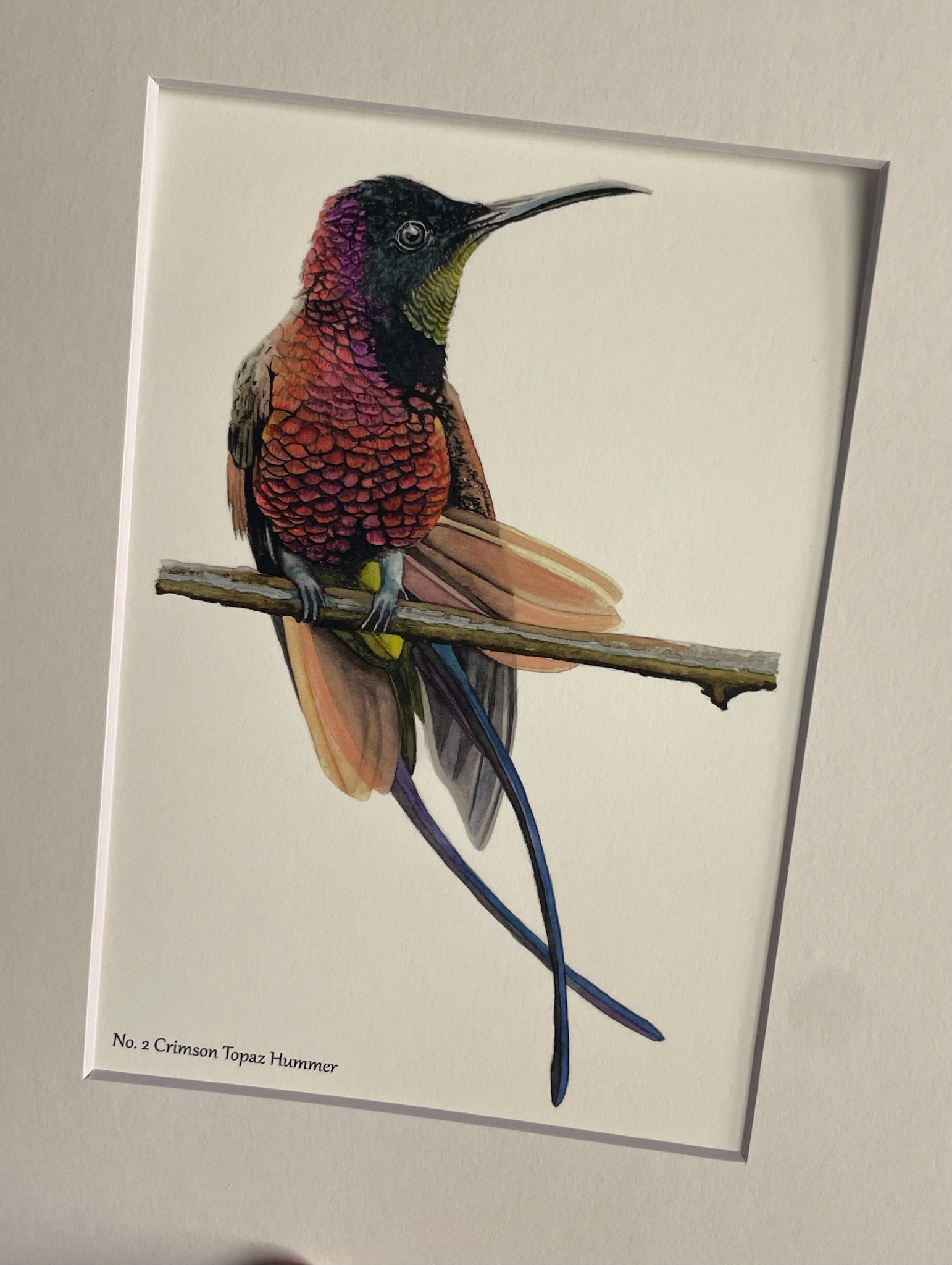 Crimson Topaz Hummingbird - Bird Art by KB - Giclee Print with White Mat