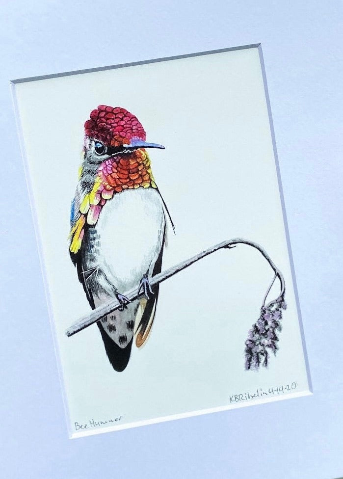 Bee Hummer - Bird Art by KB - Giclee Print with White Mat