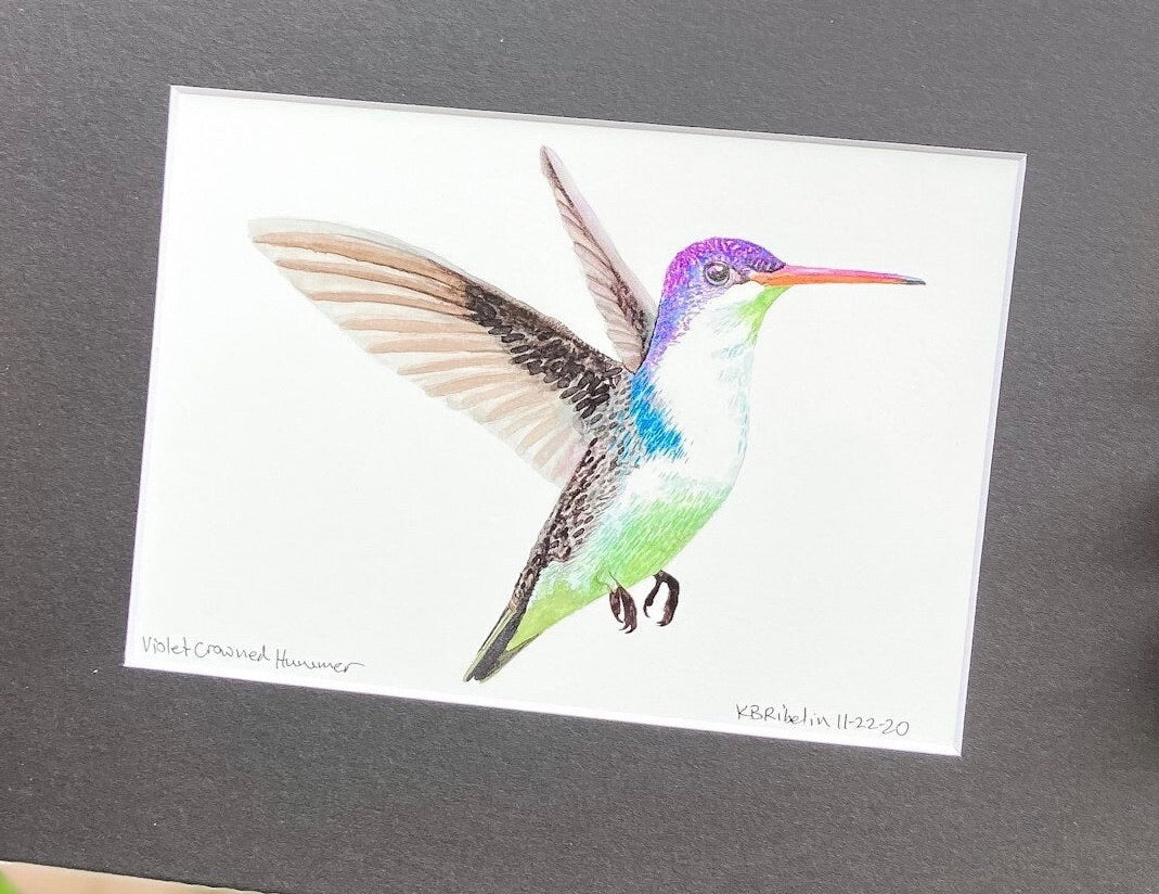 Violet-Crowned Hummingbird - Bird Art by KB