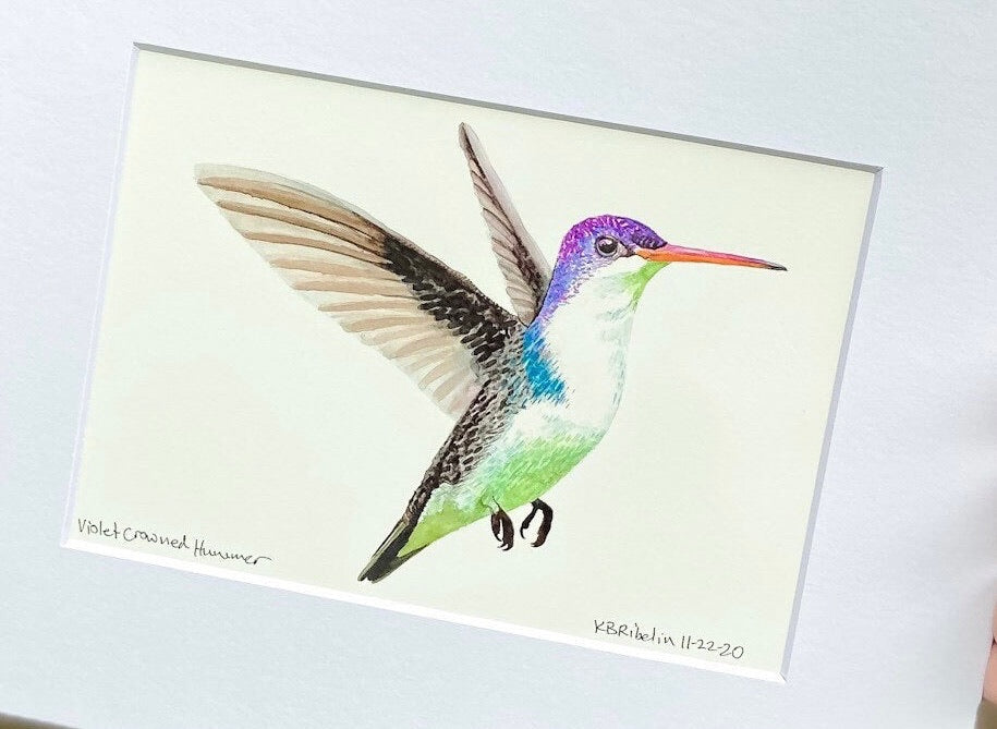 Violet-Crowned Hummingbird - Bird Art by KB