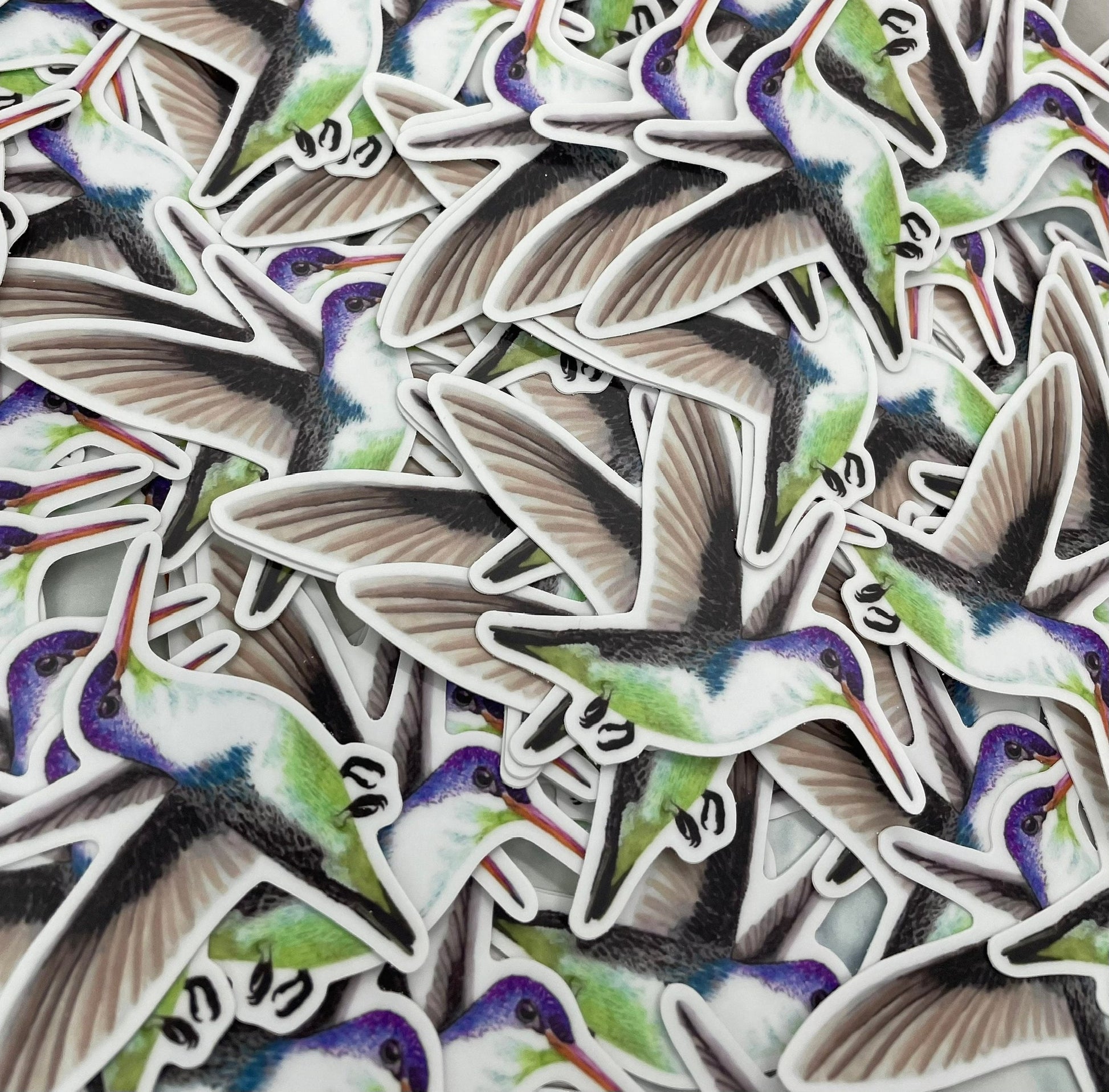 Violet-Crowned Hummingbird - Bird Art by KB
