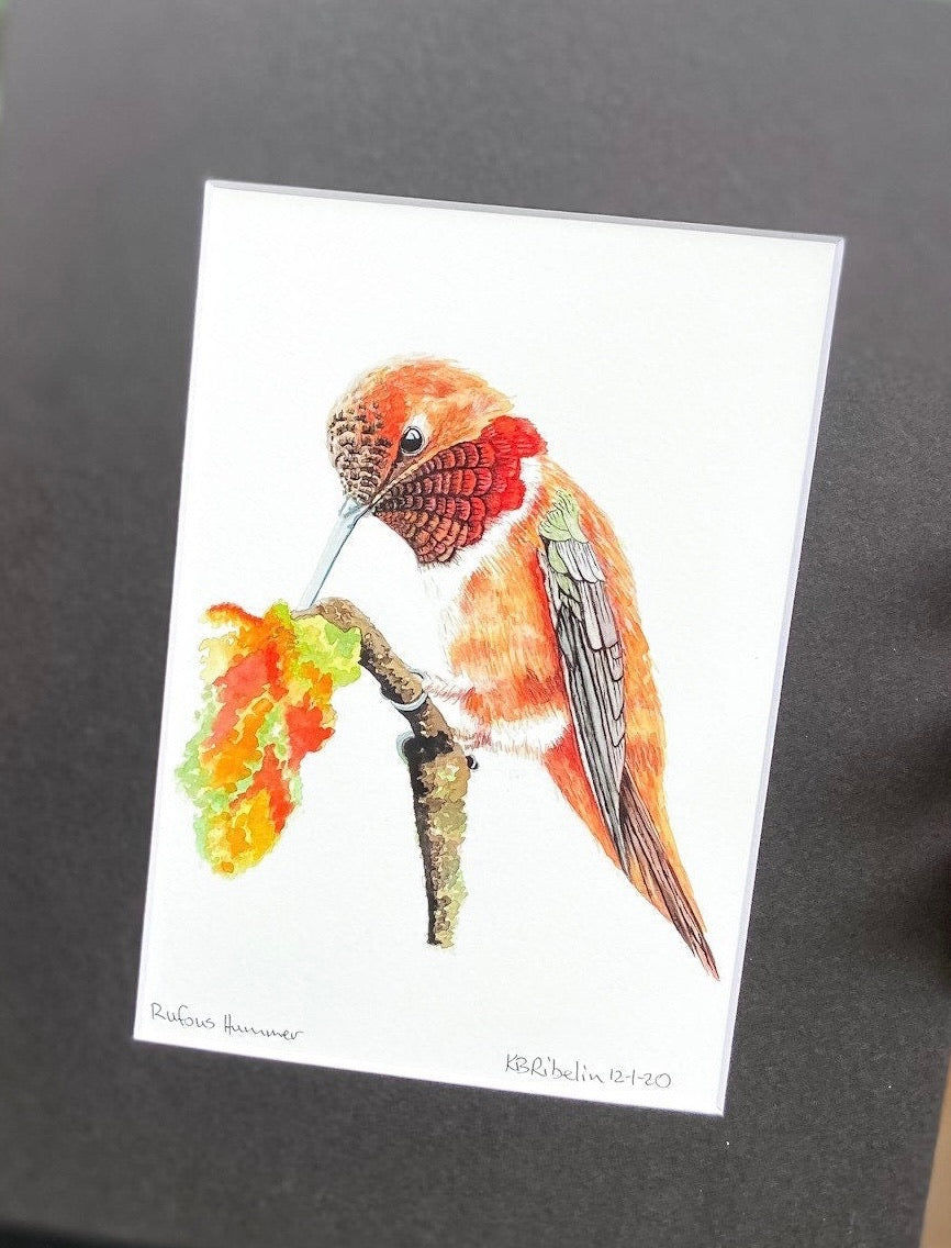Rufous Hummingbird - Bird Art by KB - Giclee Print with Black Mat