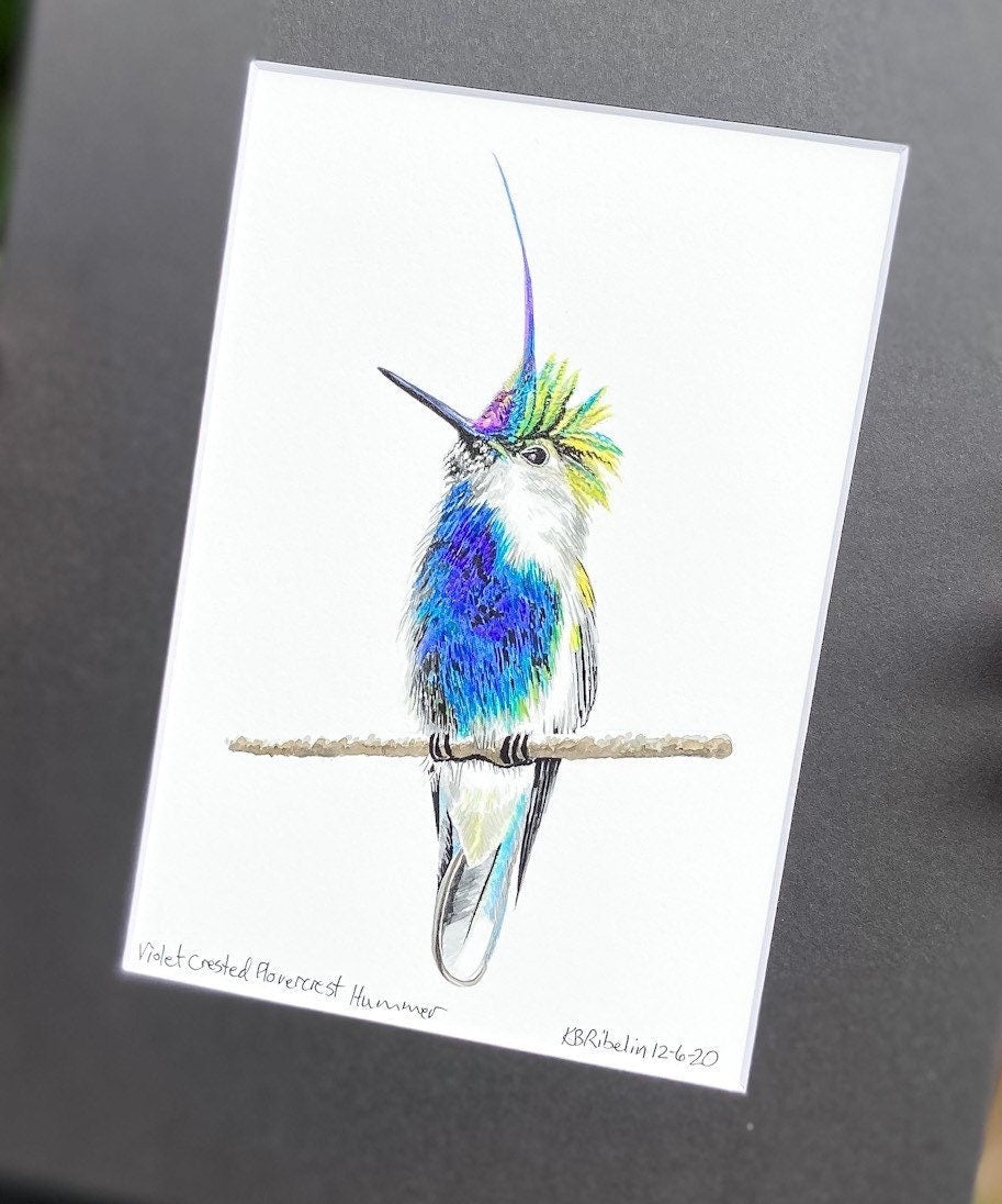 Violet-Crested Plovercrest - Bird Art by KB - Giclee Print with Black Mat
