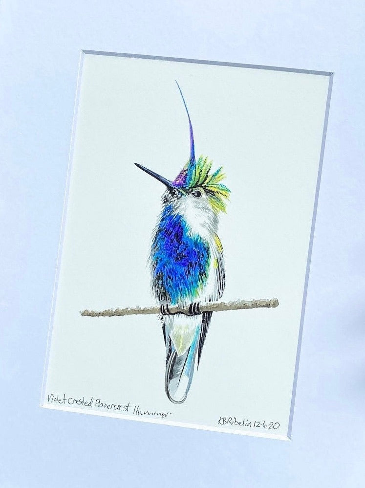 Violet-Crested Plovercrest - Bird Art by KB - Giclee Print with White Mat