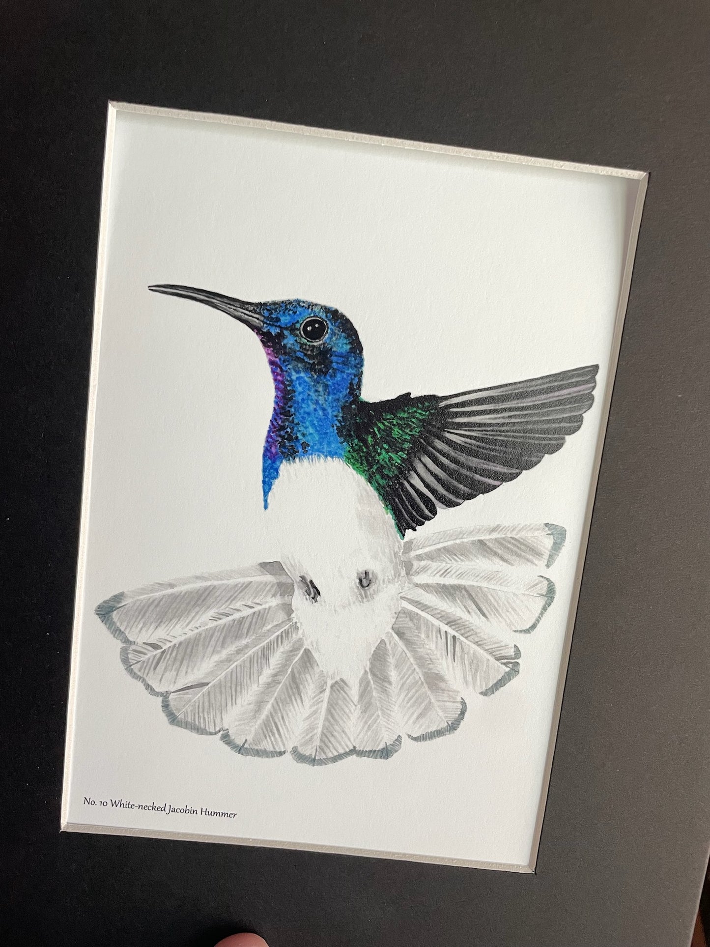 White-necked Jacobin - Bird Art by KB - Giclee Print with Black Mat