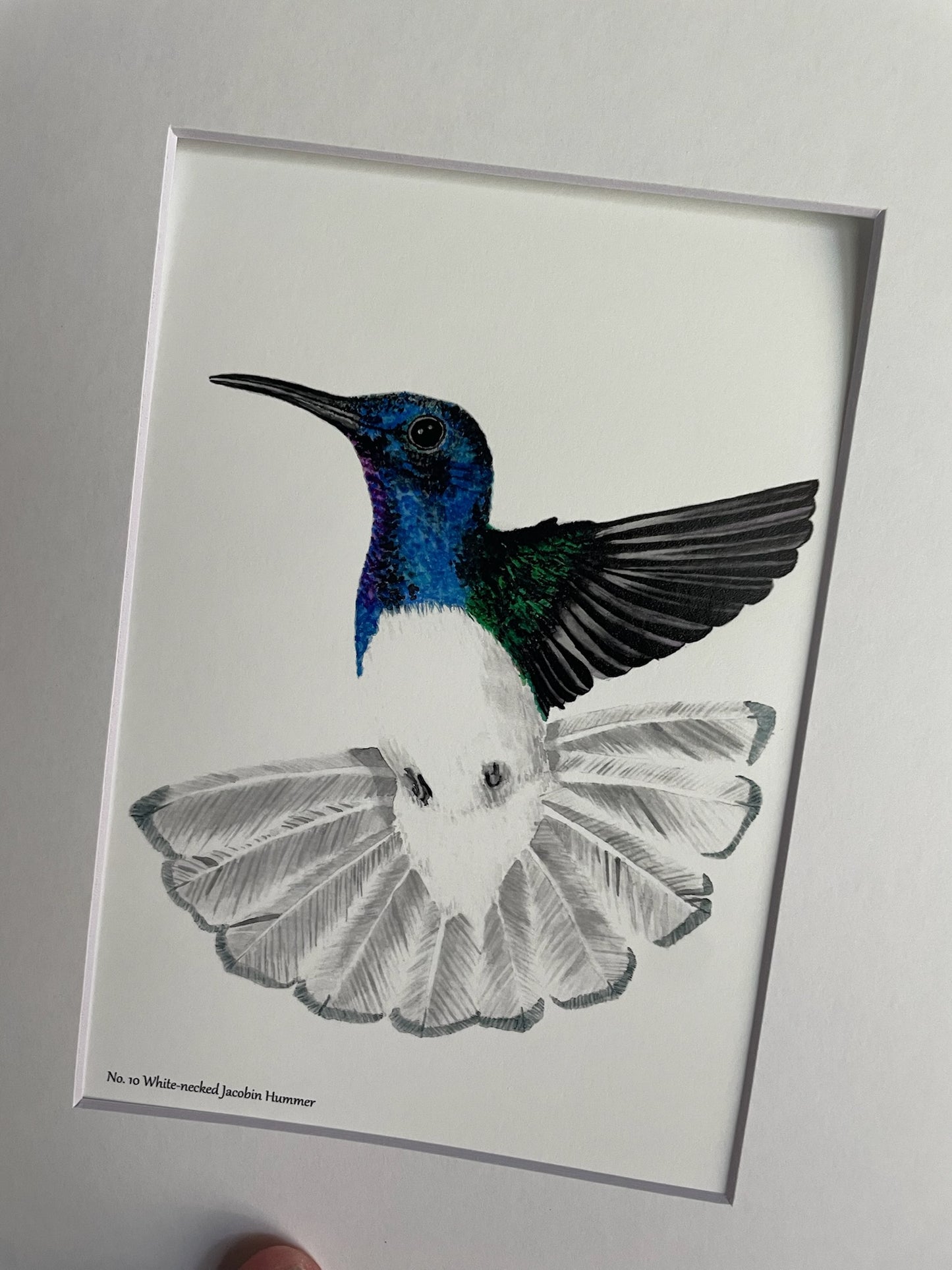 White-necked Jacobin - Bird Art by KB - Giclee Print with White Mat