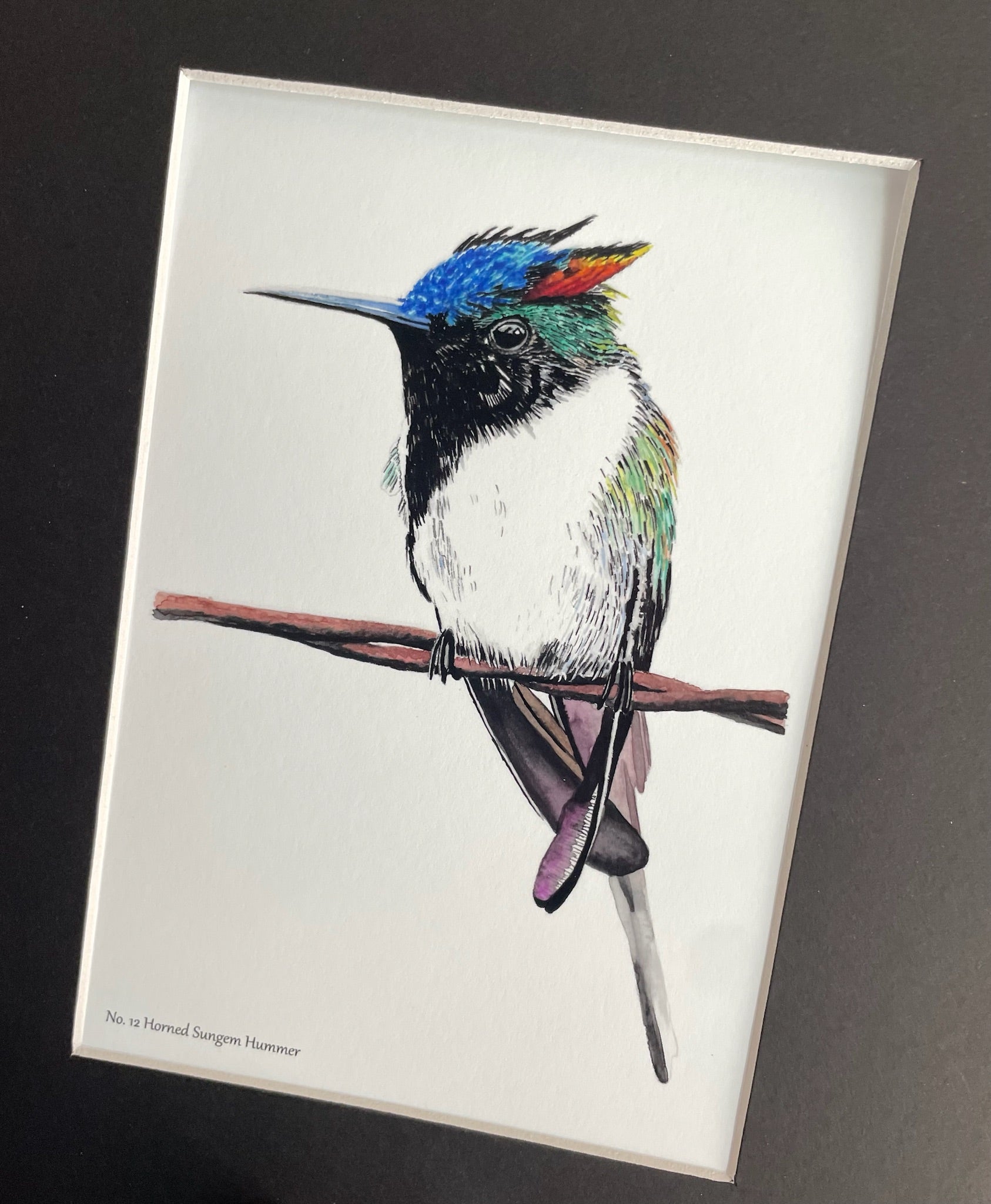 Horned Sungem - Bird Art by KB - Giclee Print with Black Mat