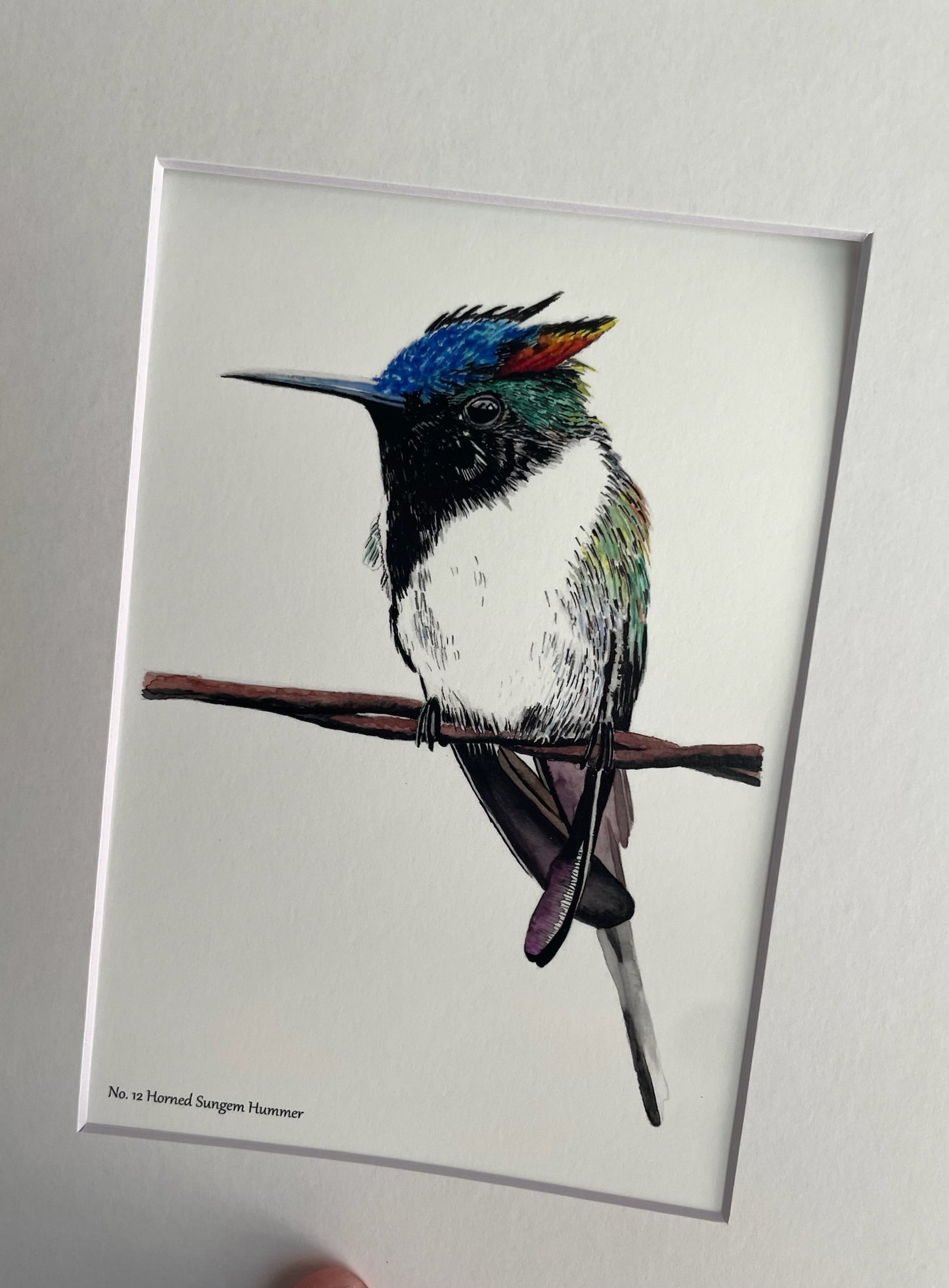 Horned Sungem - Bird Art by KB - Giclee Print with White Mat