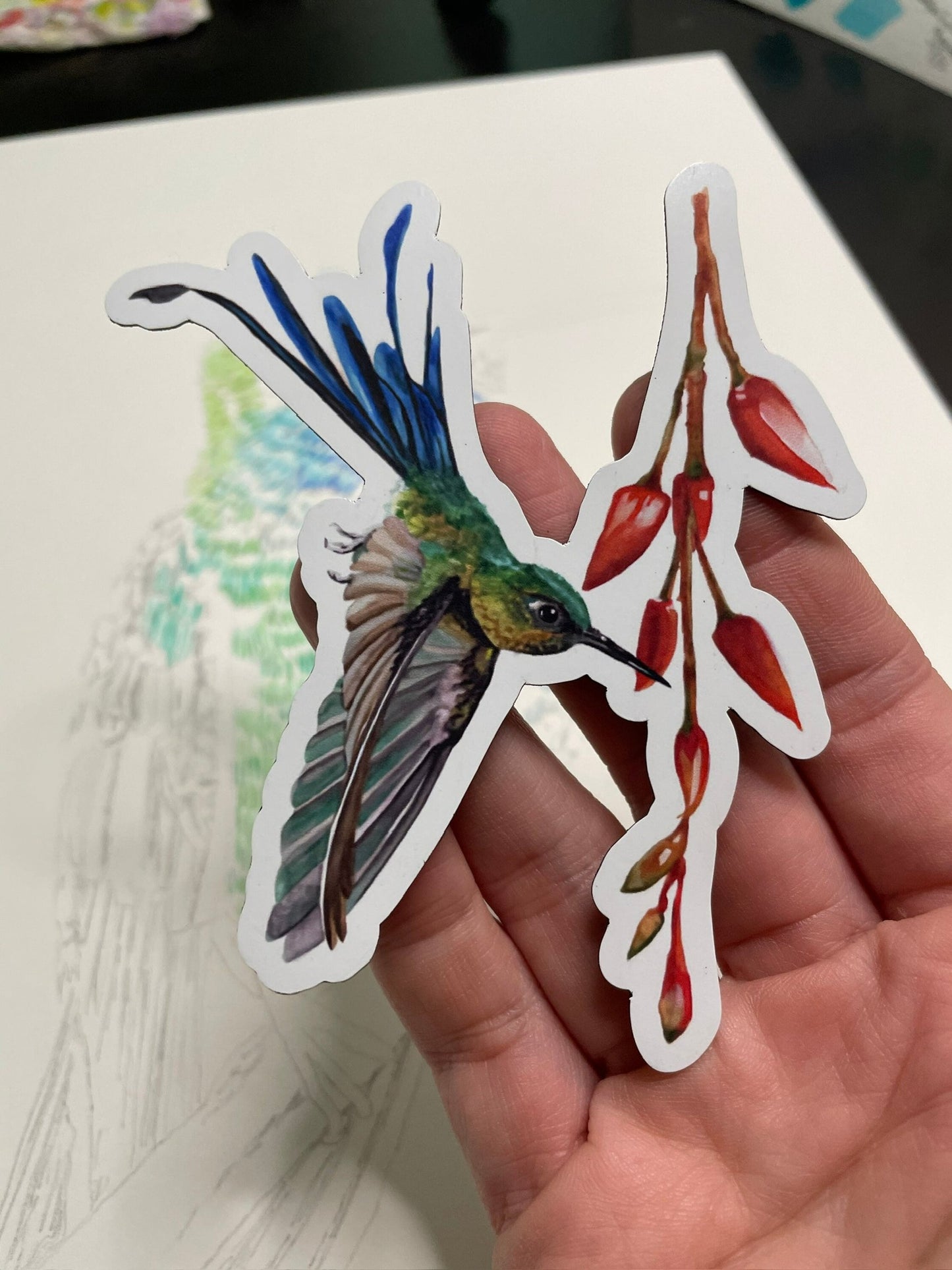 Long-tailed Sylph - Bird Art by KB - Magnet