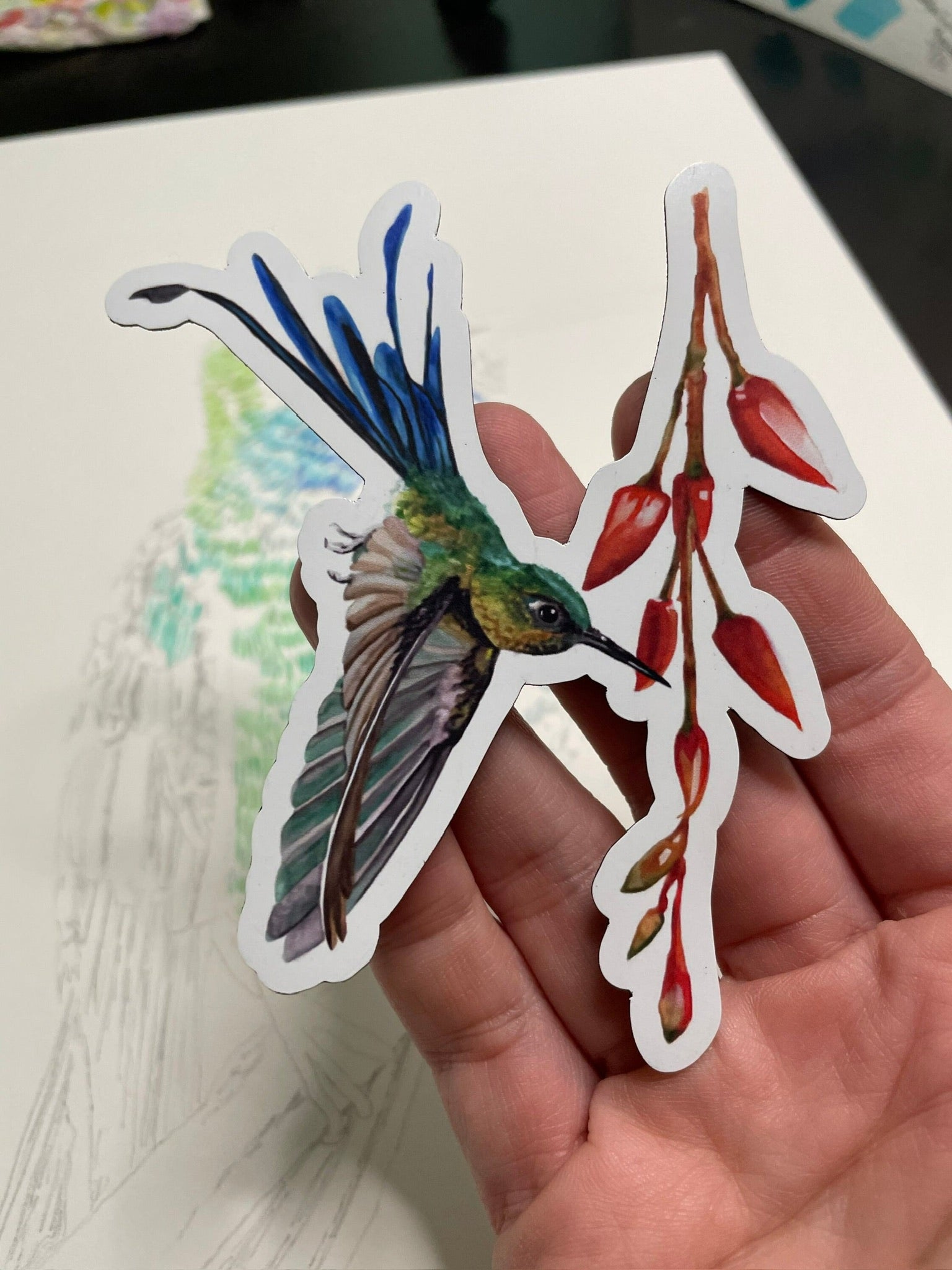 Long-tailed Sylph - Bird Art by KB - Magnet