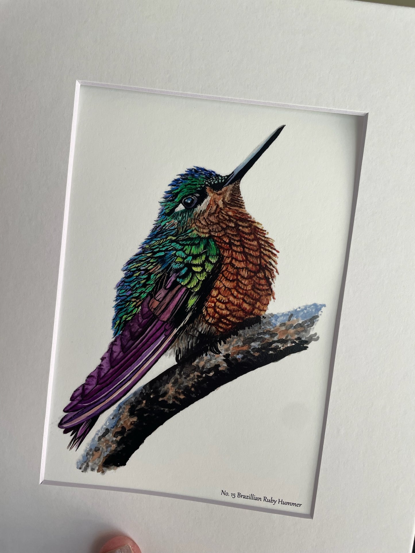 Brazilian Ruby - Bird Art by KB - Giclee Print with White Mat
