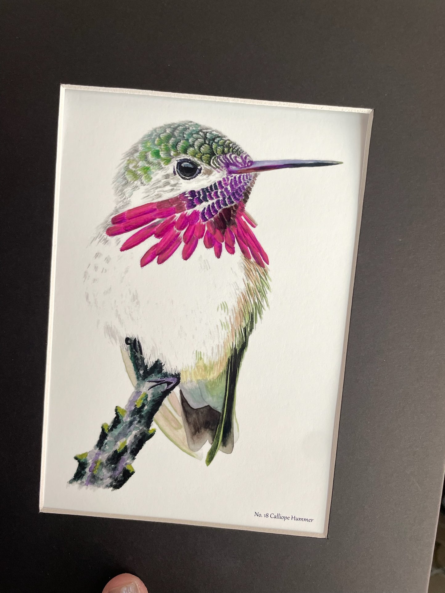Calliope Hummer - Bird Art by KB - Giclee Print with Black Mat
