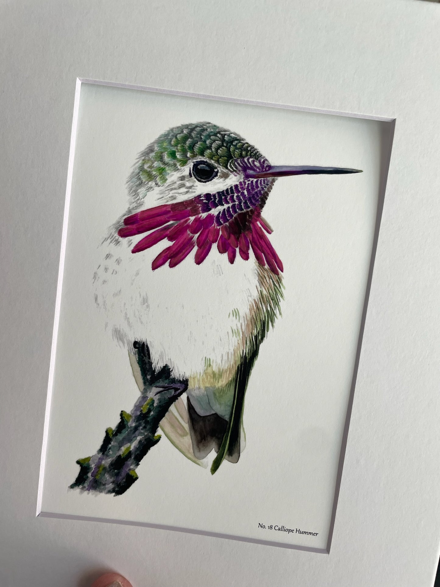 Calliope Hummer - Bird Art by KB - Giclee Print with White Mat