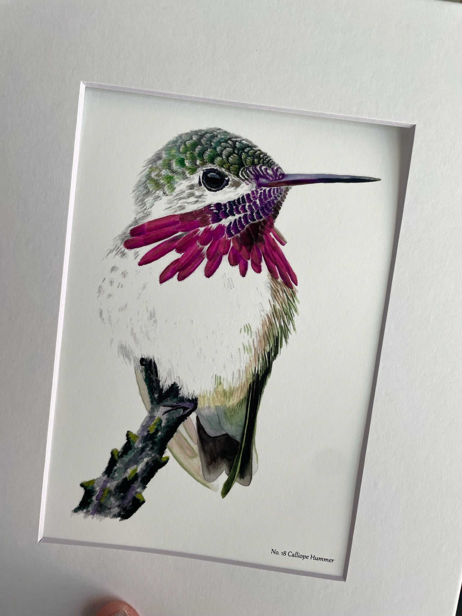 Calliope Hummer - Bird Art by KB - Giclee Print with White Mat
