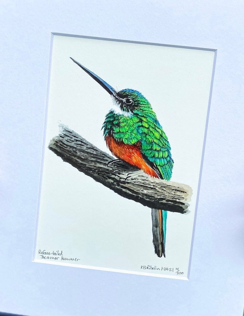 Rufous-tailed Jacamar - Bird Art by KB - Giclee Print with White Mat
