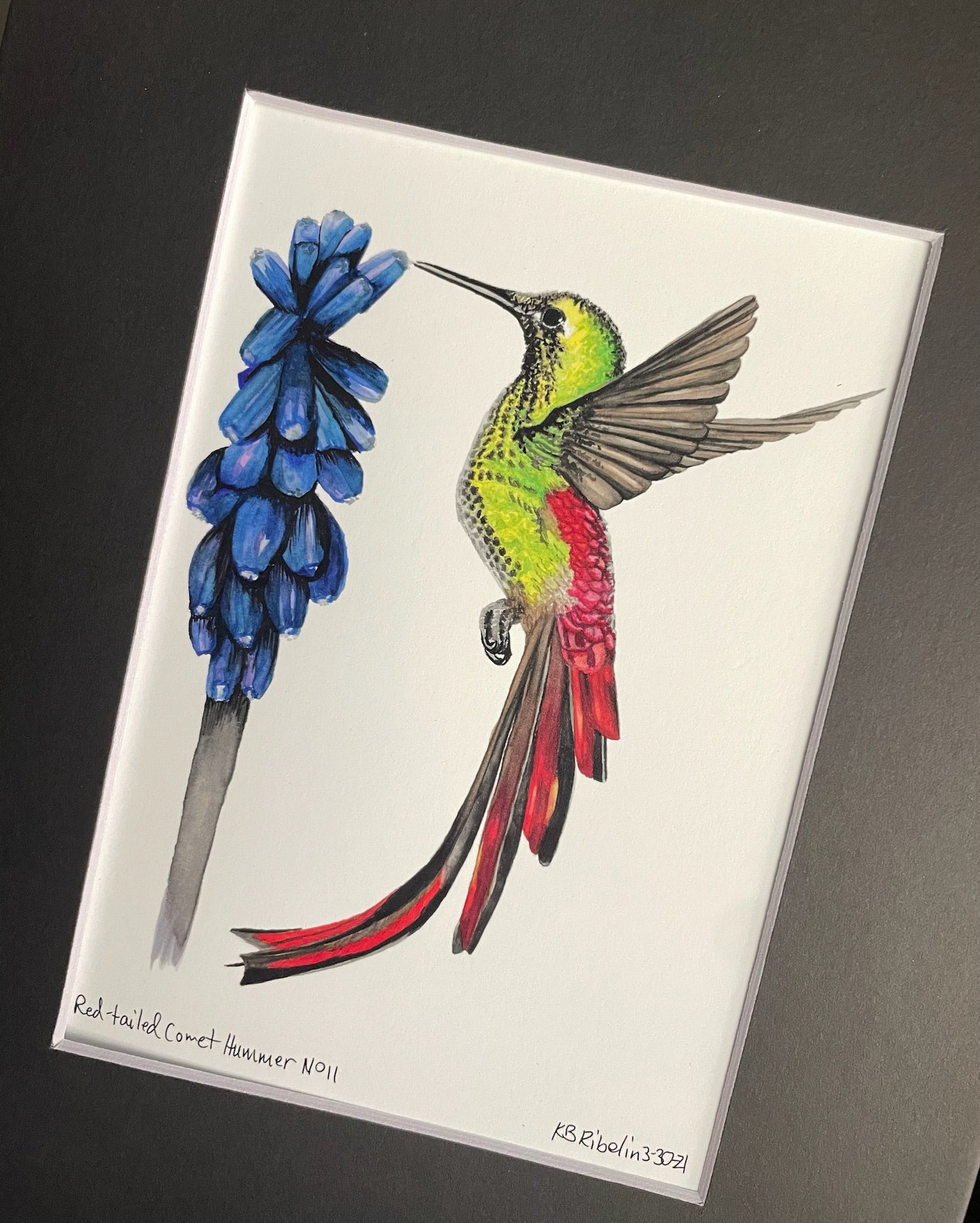 Red-tailed Comet - Bird Art by KB - Giclee Print with Black Mat