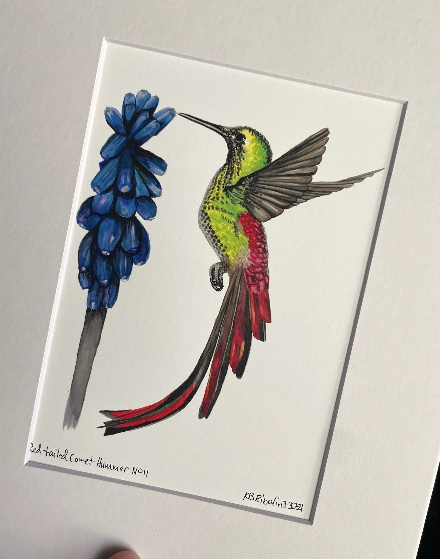 Red-tailed Comet - Bird Art by KB - Giclee Print with White Mat