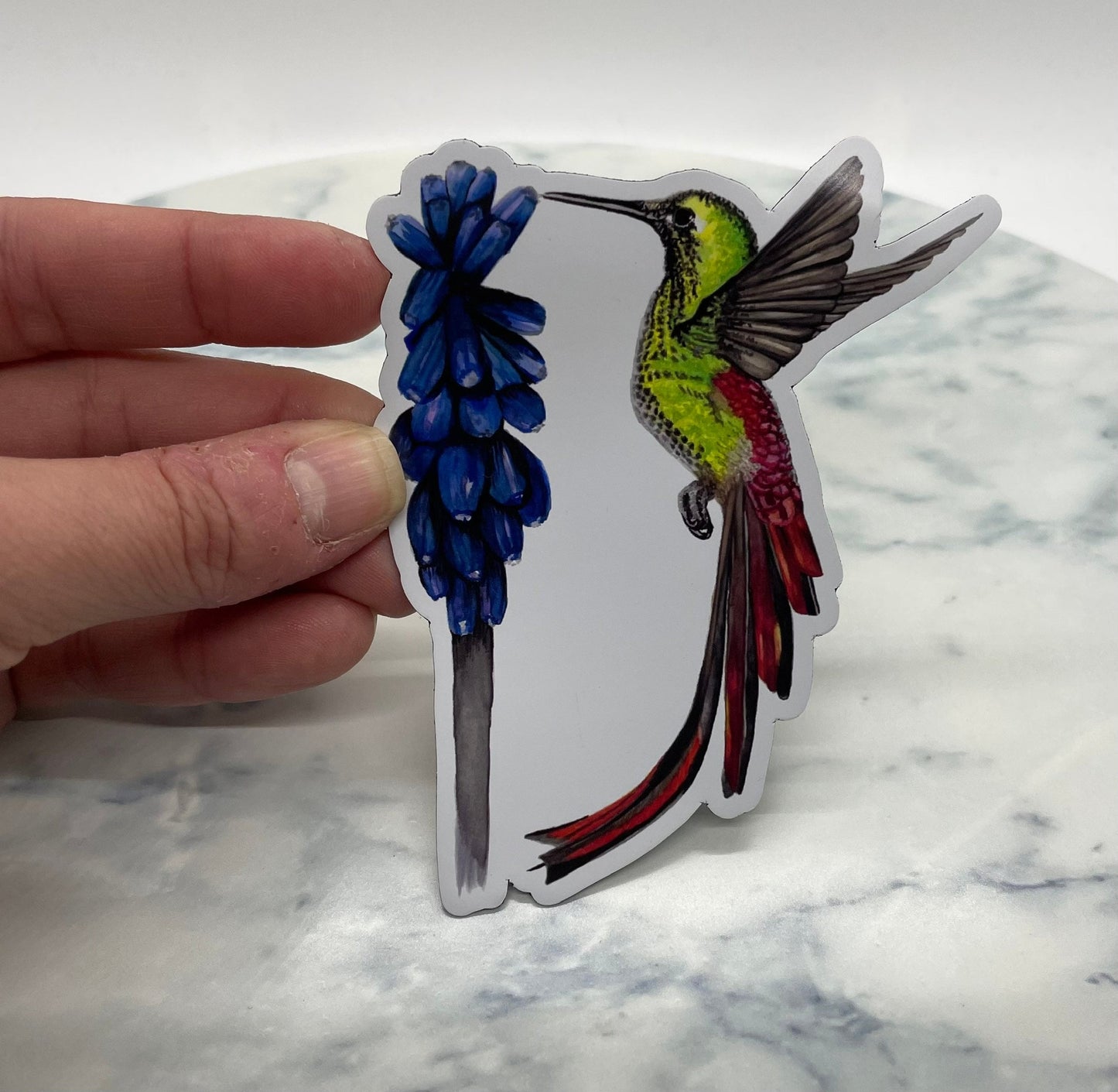 Red-tailed Comet - Bird Art by KB - Magnet