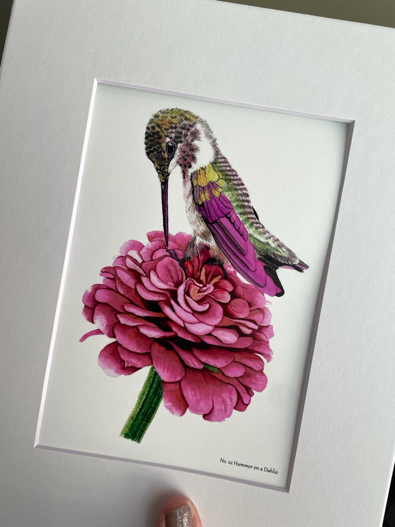 Hummingbird on Dahlia Flower - Bird Art by KB - Giclee Print with White Mat