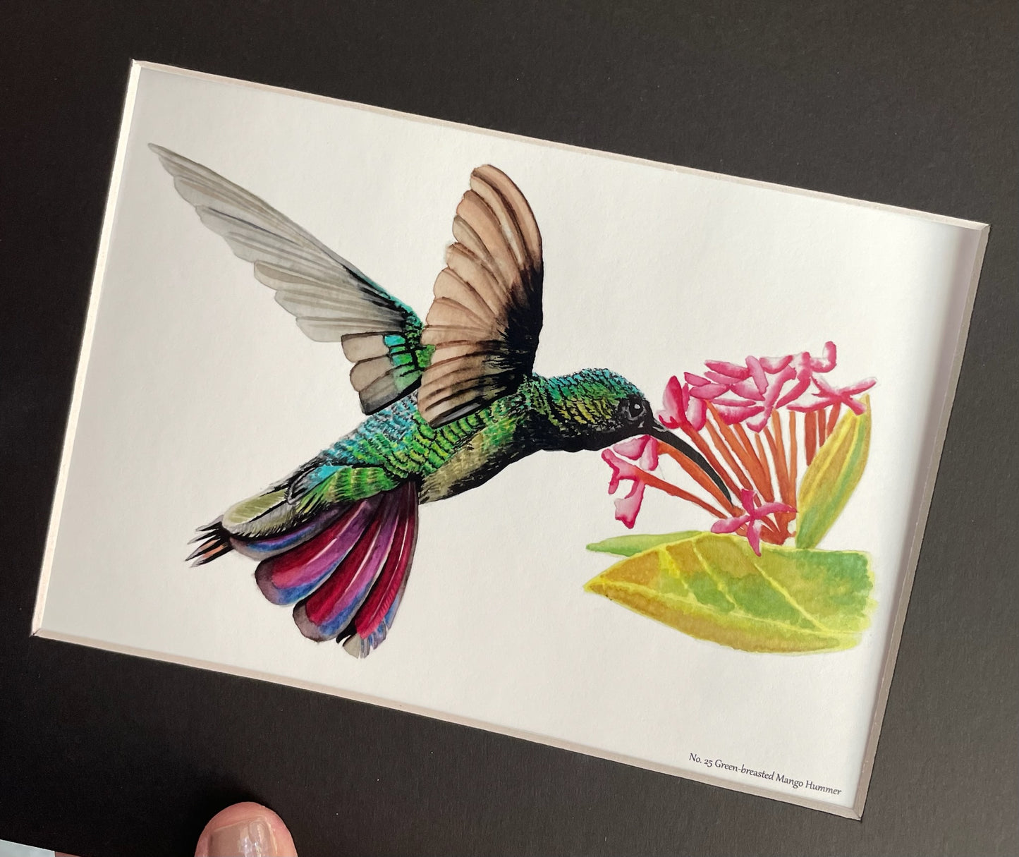 Green-Breasted Mango - Bird Art by KB - Giclee Print with Black Mat