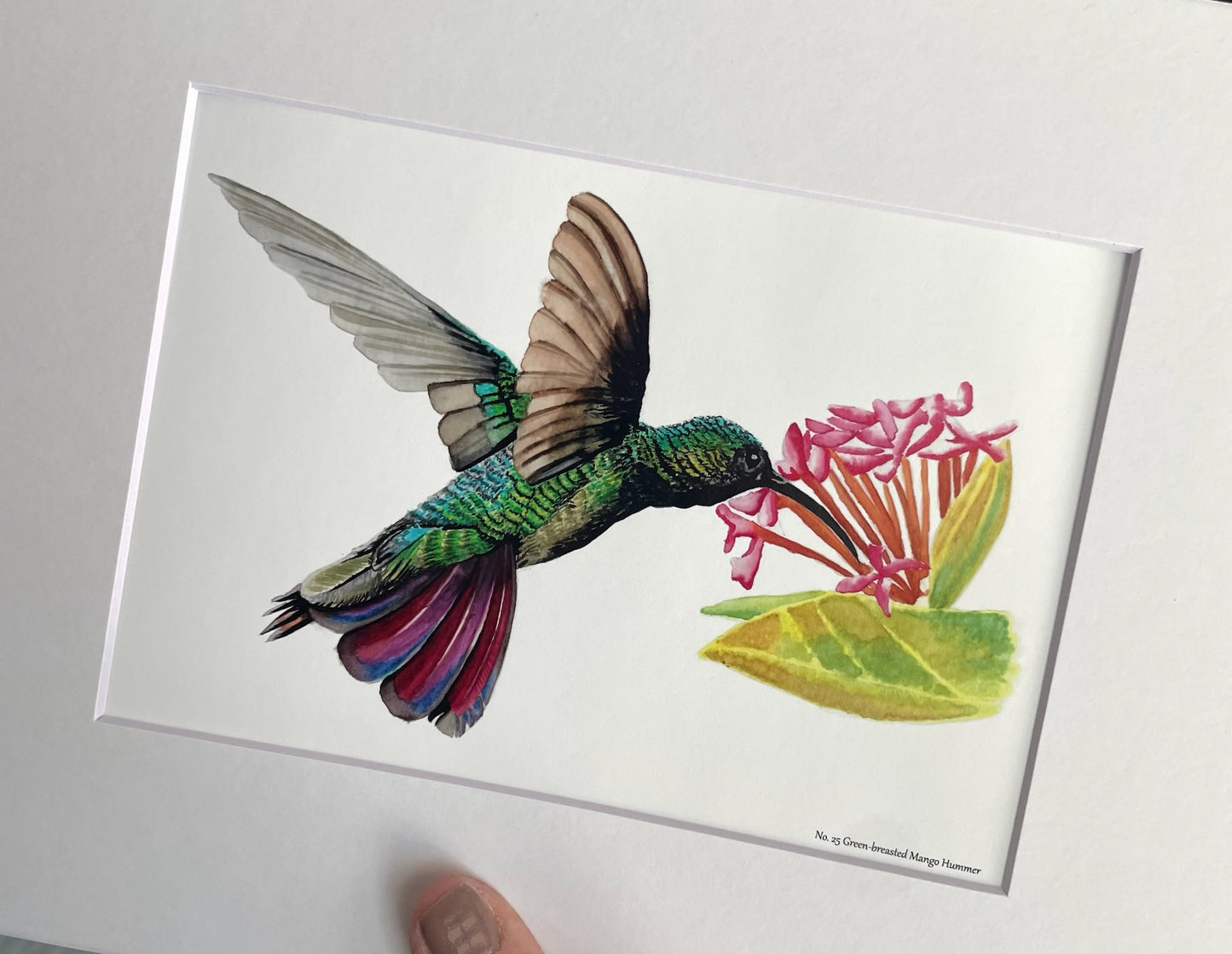 Green-Breasted Mango - Bird Art by KB - Giclee Print with White Mat