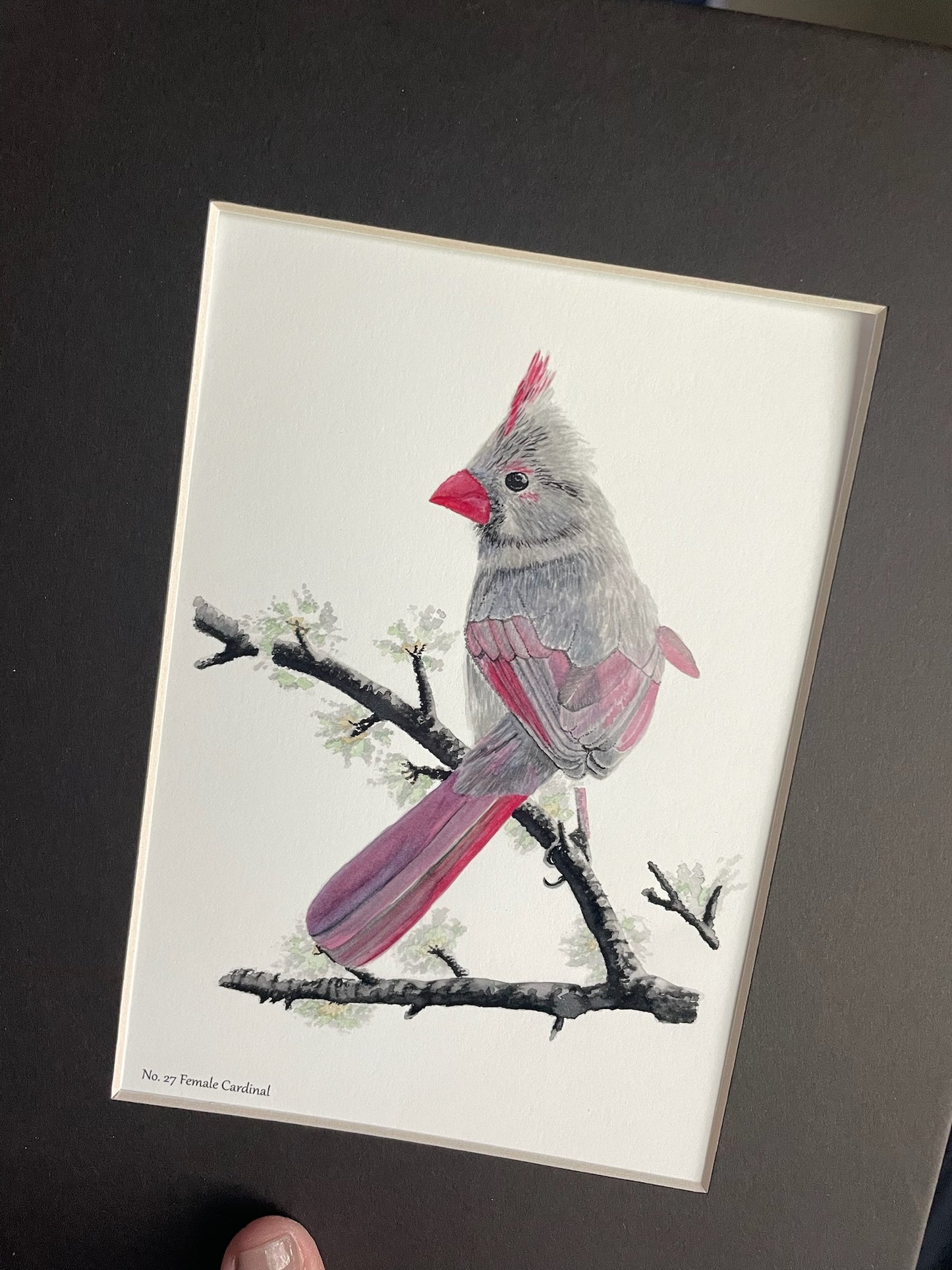 Cardinal (Female) - Bird Art by KB - Giclee Print with Black Mat