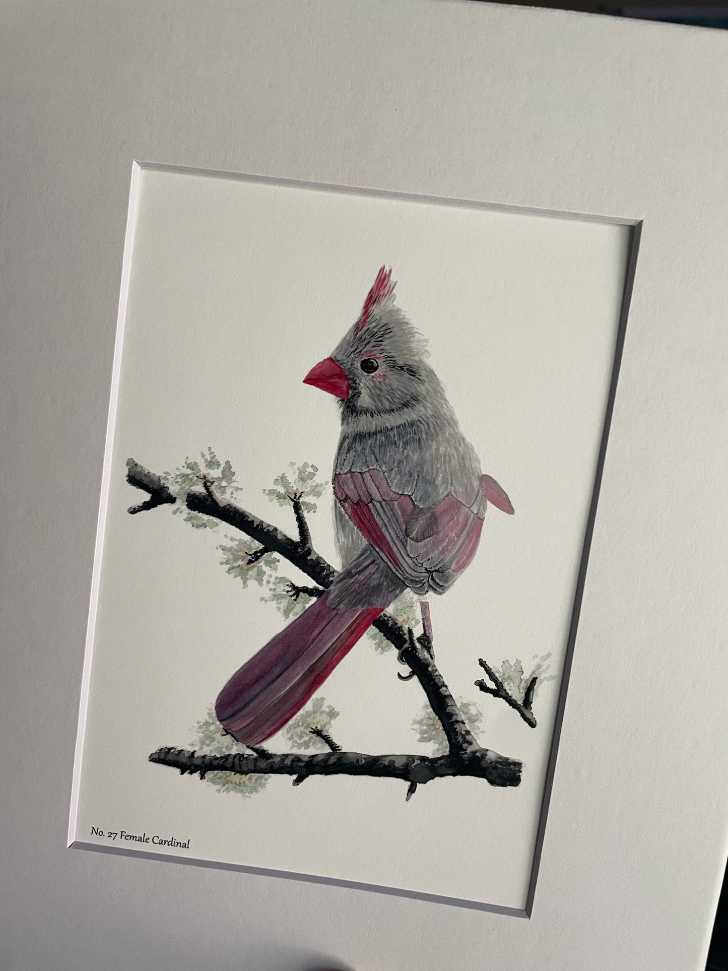 Cardinal (Female) - Bird Art by KB - Giclee Print with White Mat
