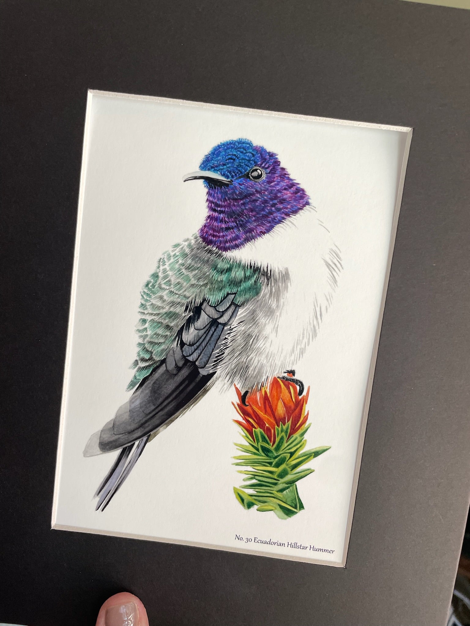 Ecuadorian Hillstar - Bird Art by KB - Giclee Print with Black Mat