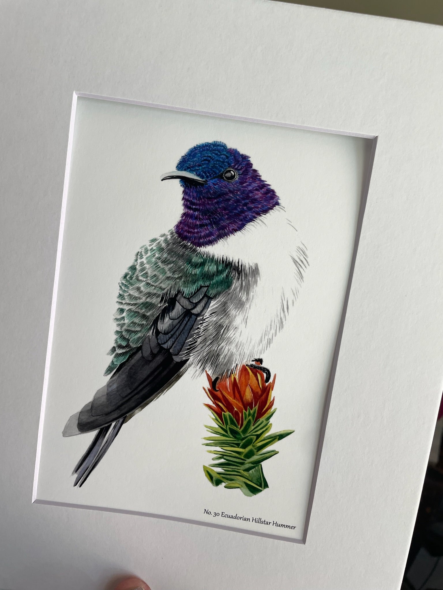 Ecuadorian Hillstar - Bird Art by KB - Giclee Print with White Mat