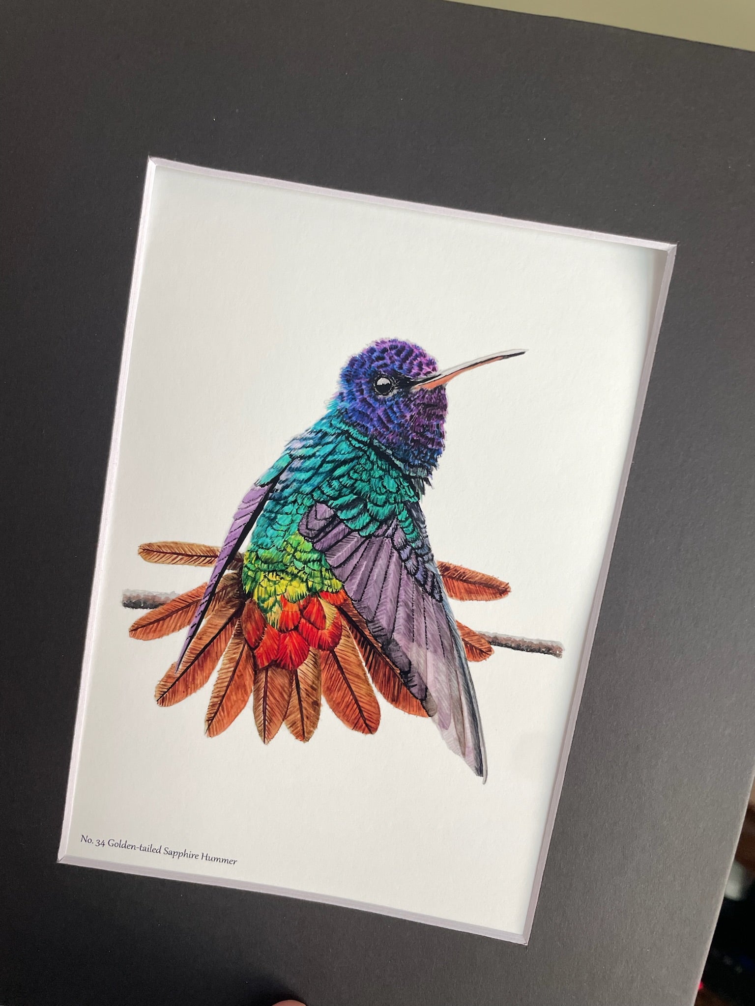 Golden-Tailed Sapphire - Bird Art by KB - Giclee Print with Black Mat