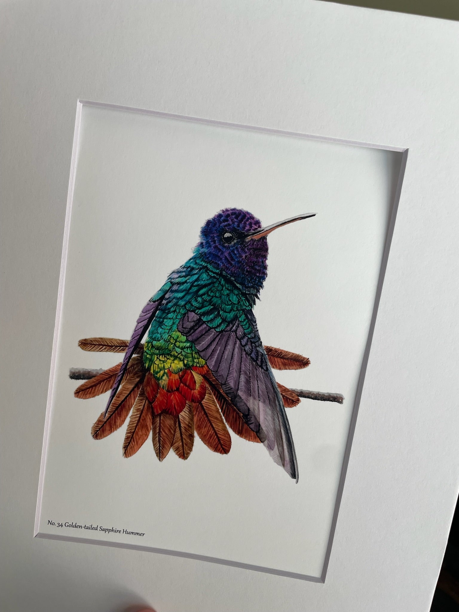 Golden-Tailed Sapphire - Bird Art by KB - Giclee Print with White Mat