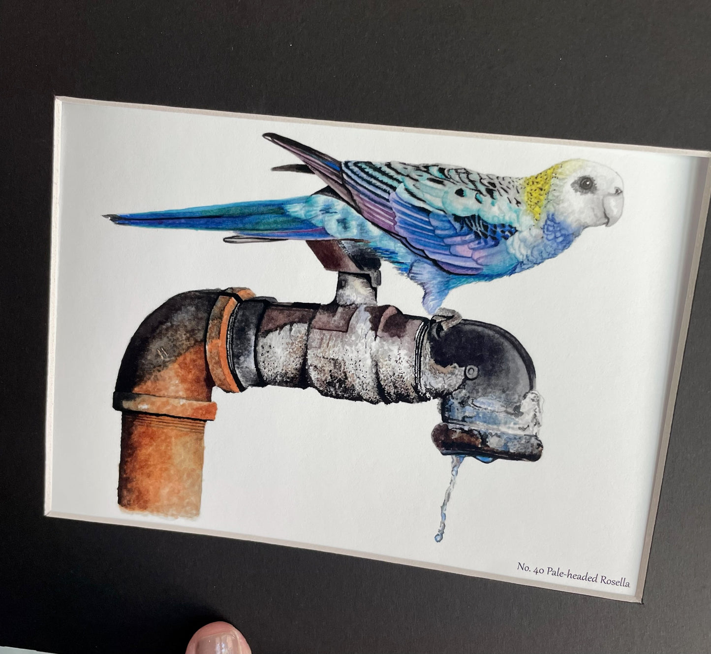 Pale-Headed Rosella - Bird Art by KB - Giclee Print with Black Mat