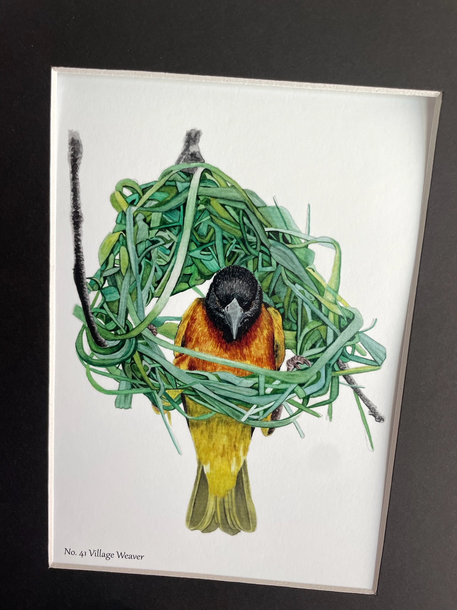 Village Weaver - Bird Art by KB - Giclee Print with Black Mat