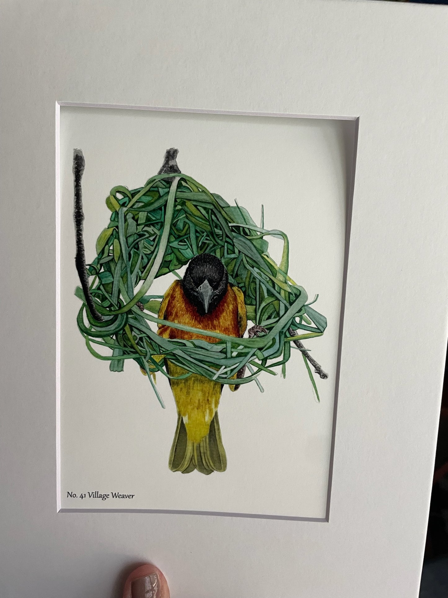 Village Weaver - Bird Art by KB - Giclee Print with White Mat