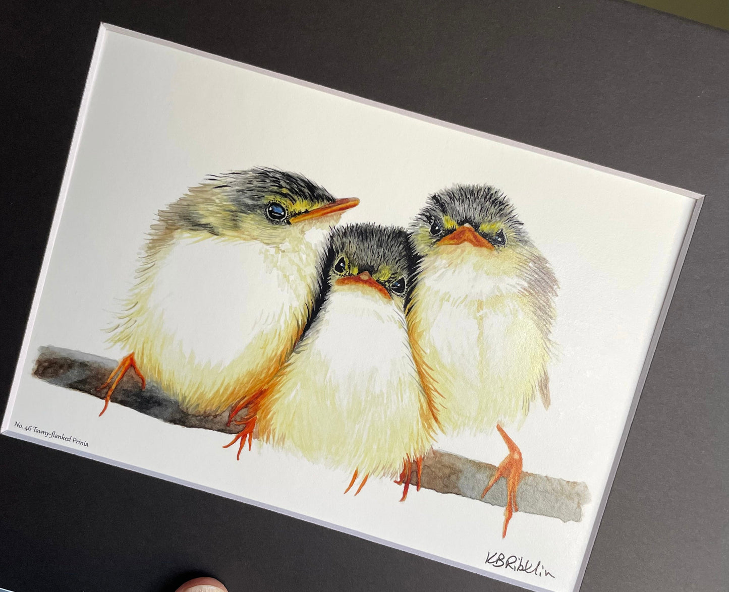 Tawny-flanked Prinia - Bird Art by KB - Giclee Print with Black Mat