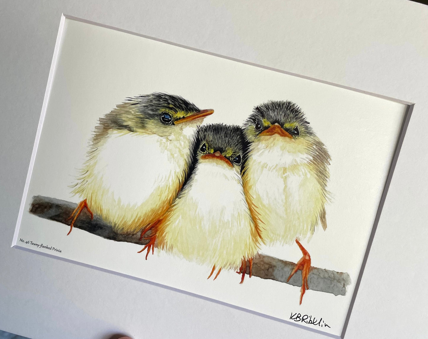 Tawny-flanked Prinia - Bird Art by KB - Giclee Print with White Mat