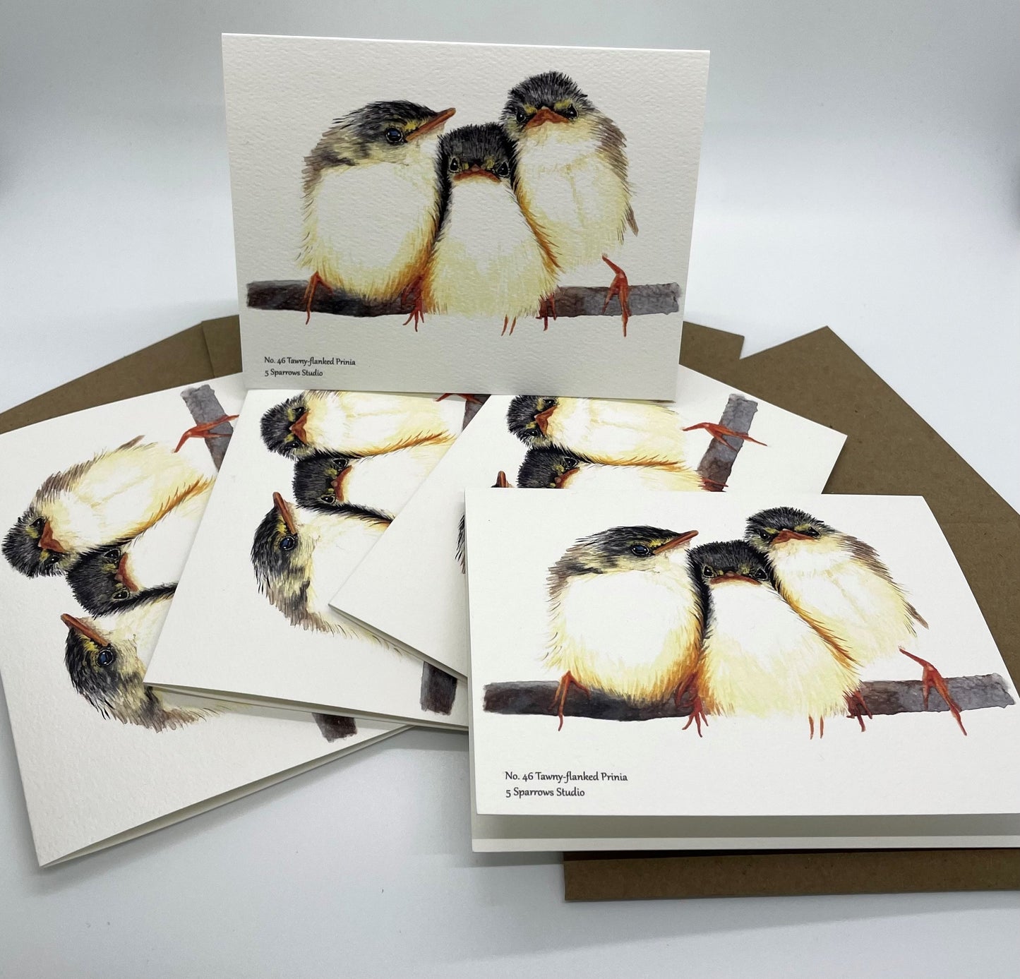 Tawny-flanked Prinia - Bird Art by KB - Notecard Set