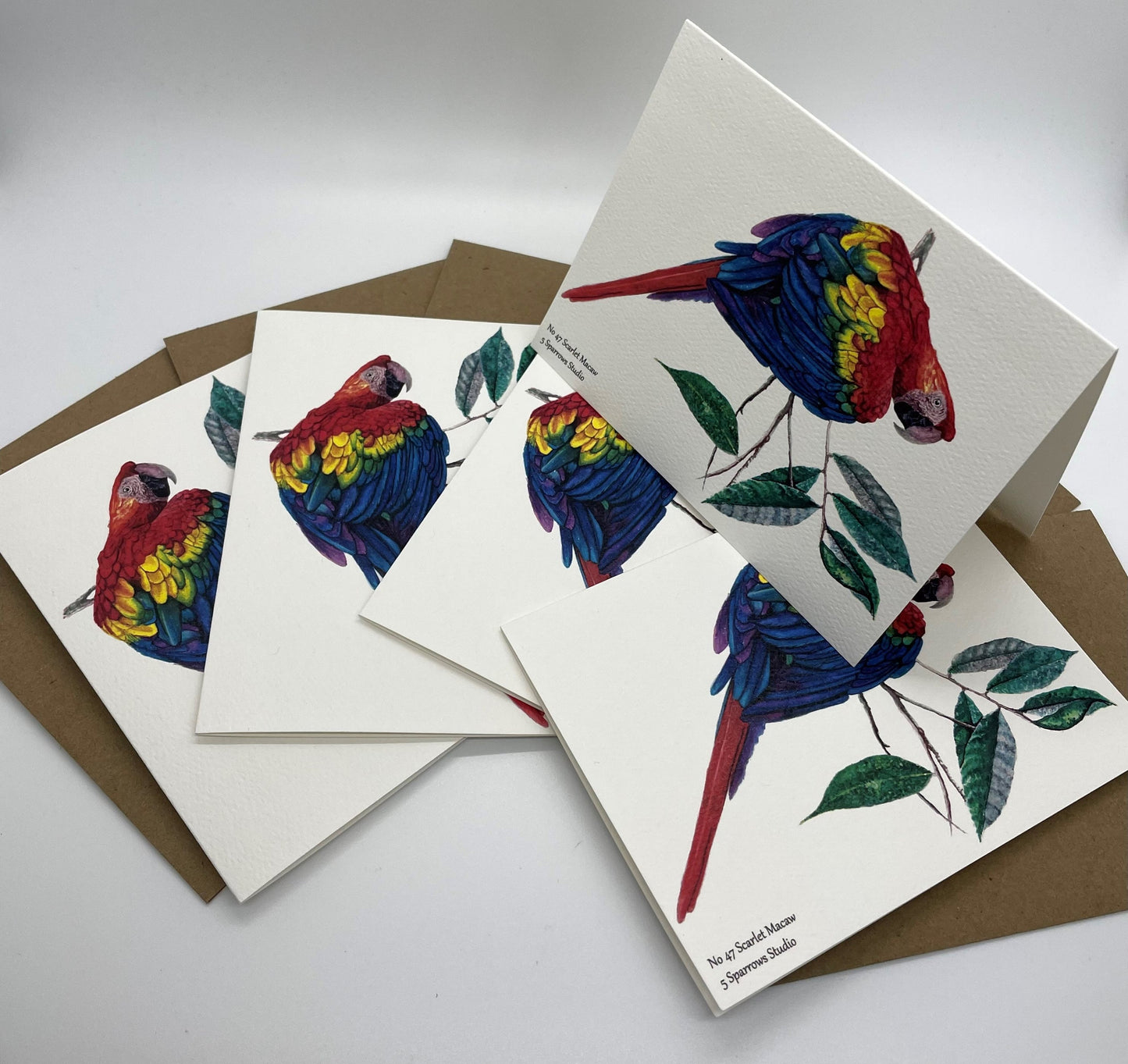 Scarlet Macaw - Bird Art by KB - Notecard Set