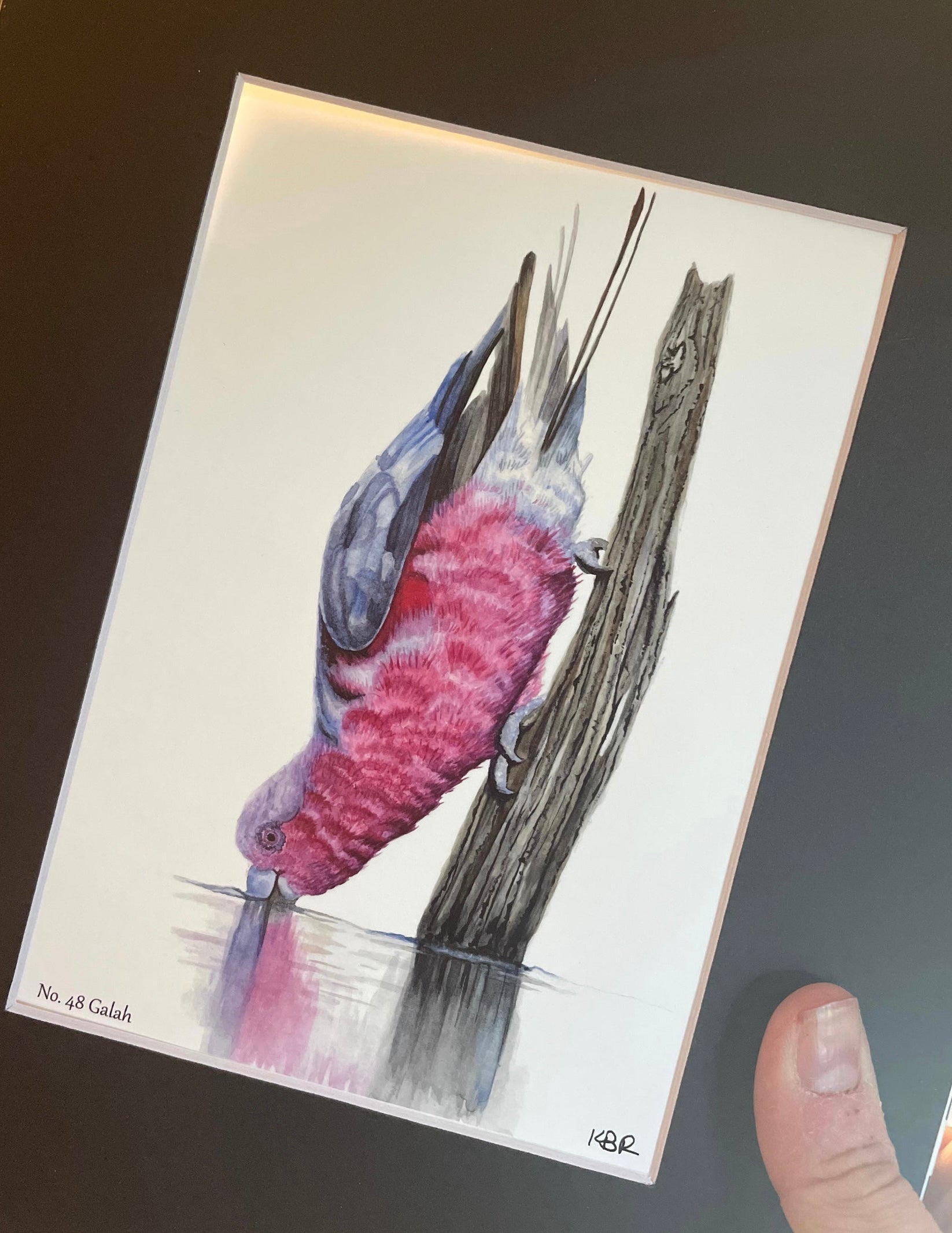 Galah - Bird Art by KB - Giclee Print with Black Mat