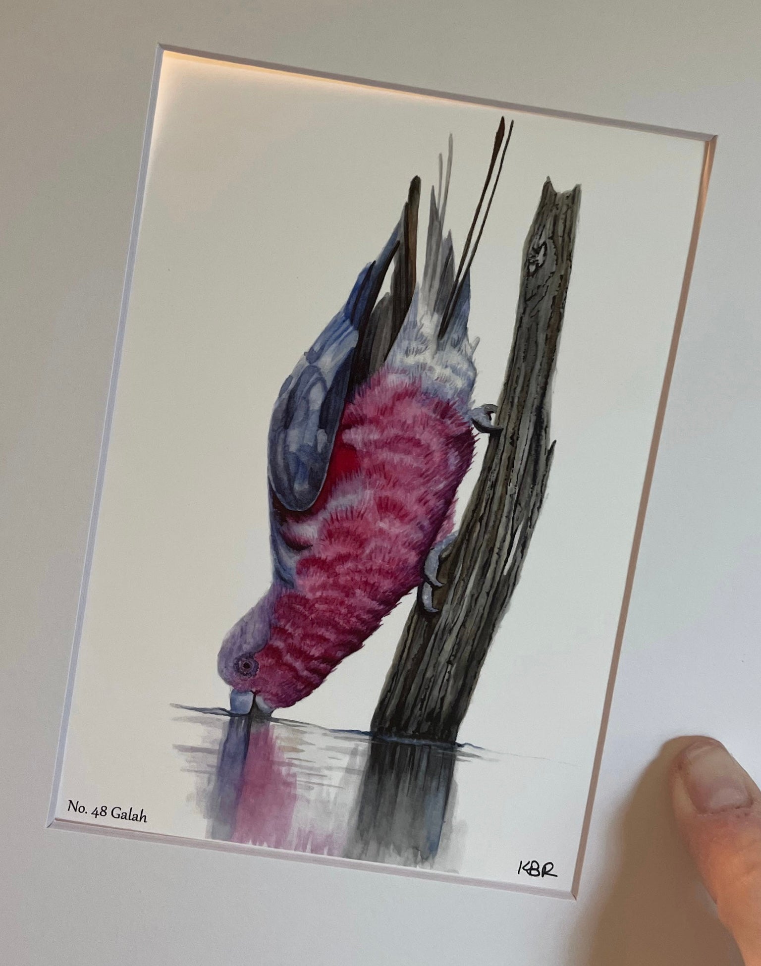 Galah - Bird Art by KB - Giclee Print with White Mat