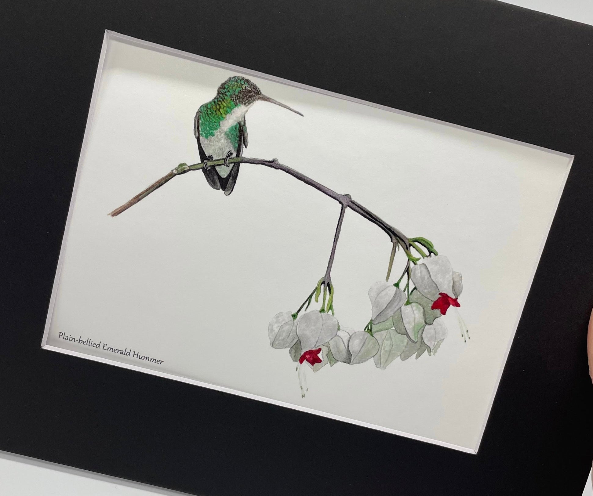 Plain Bellied Emerald - Bird Art by KB - Giclee Print with Black Mat