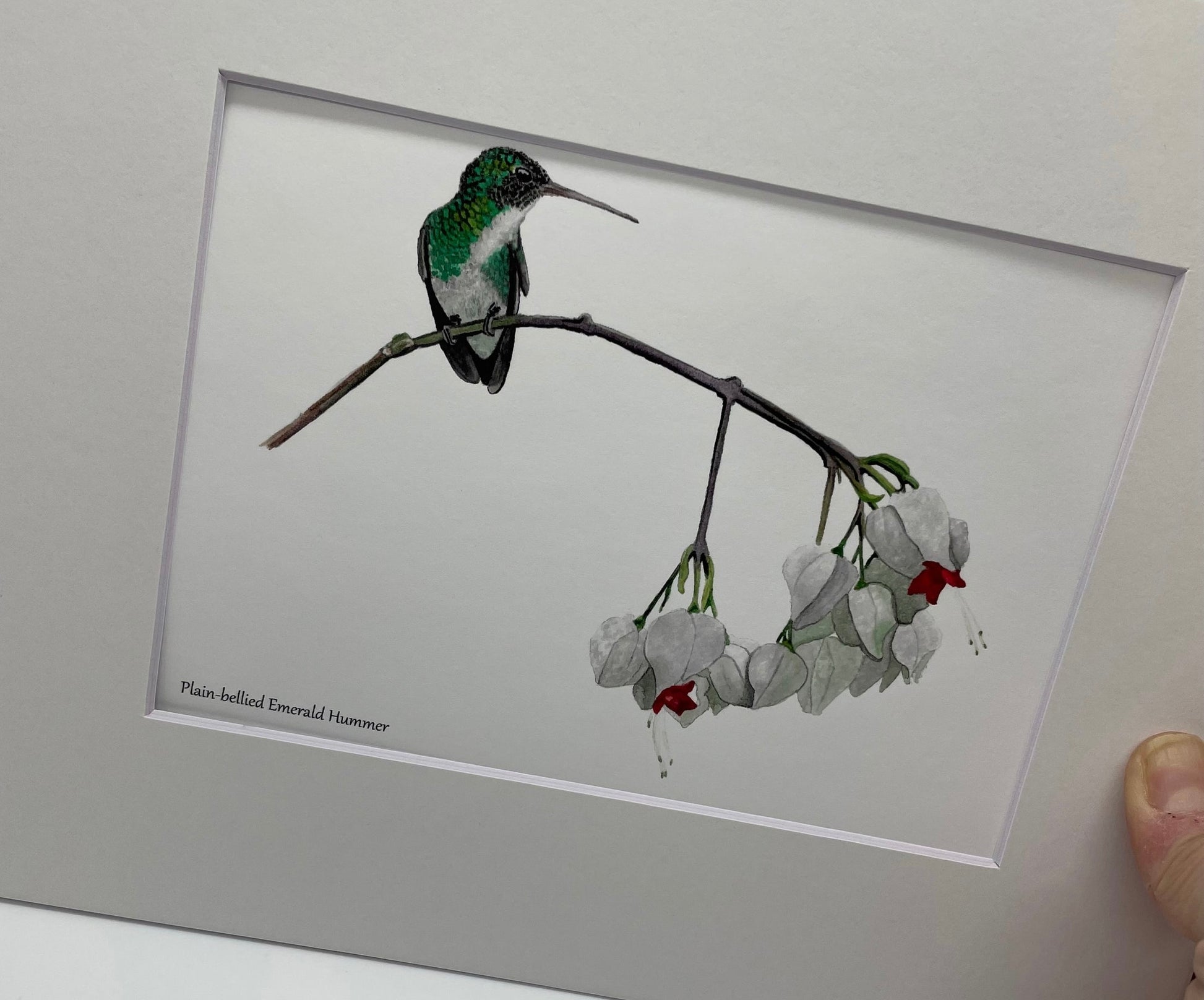 Plain Bellied Emerald - Bird Art by KB - Giclee Print with White Mat
