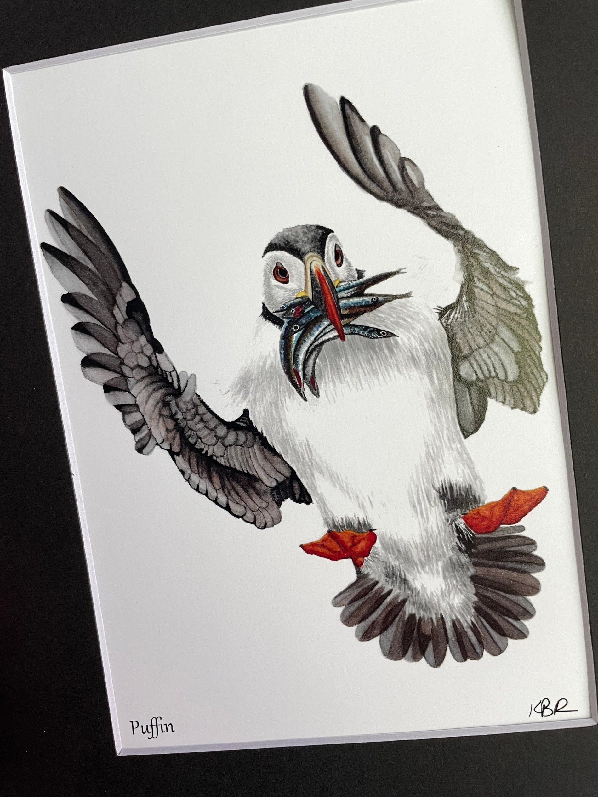 Puffin - Bird Art by KB - Giclee Print with Black Mat