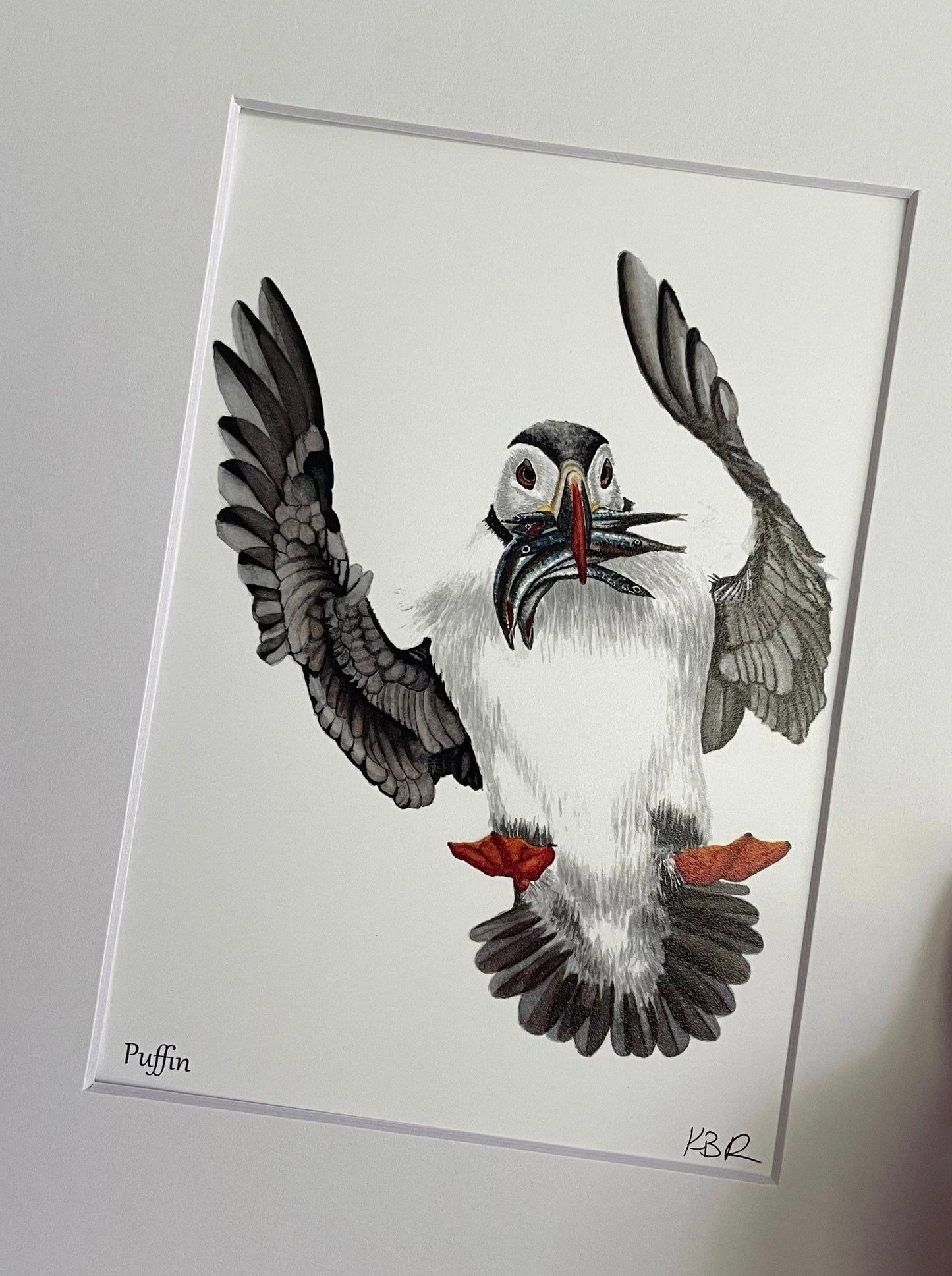 Puffin - Bird Art by KB - Giclee Print with White Mat