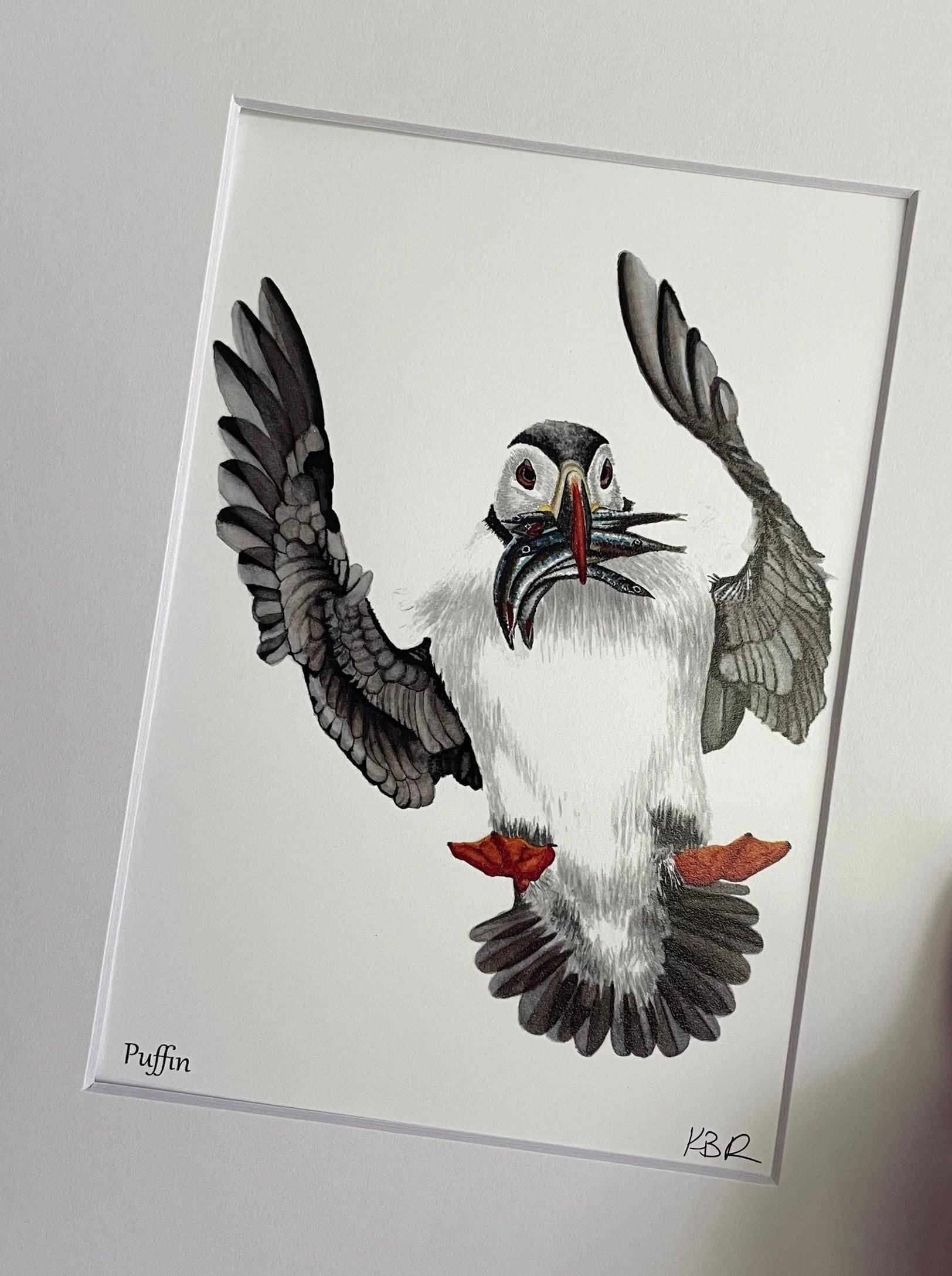 Puffin - Bird Art by KB - Giclee Print with White Mat