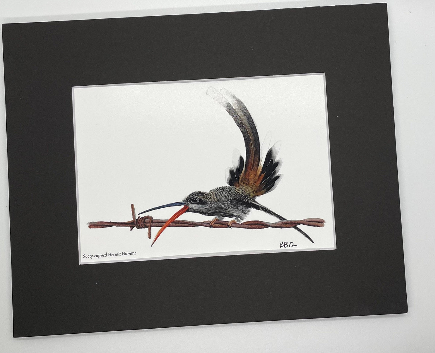Sooty-capped Hermit - Bird Art by KB - Giclee Print with Black Mat