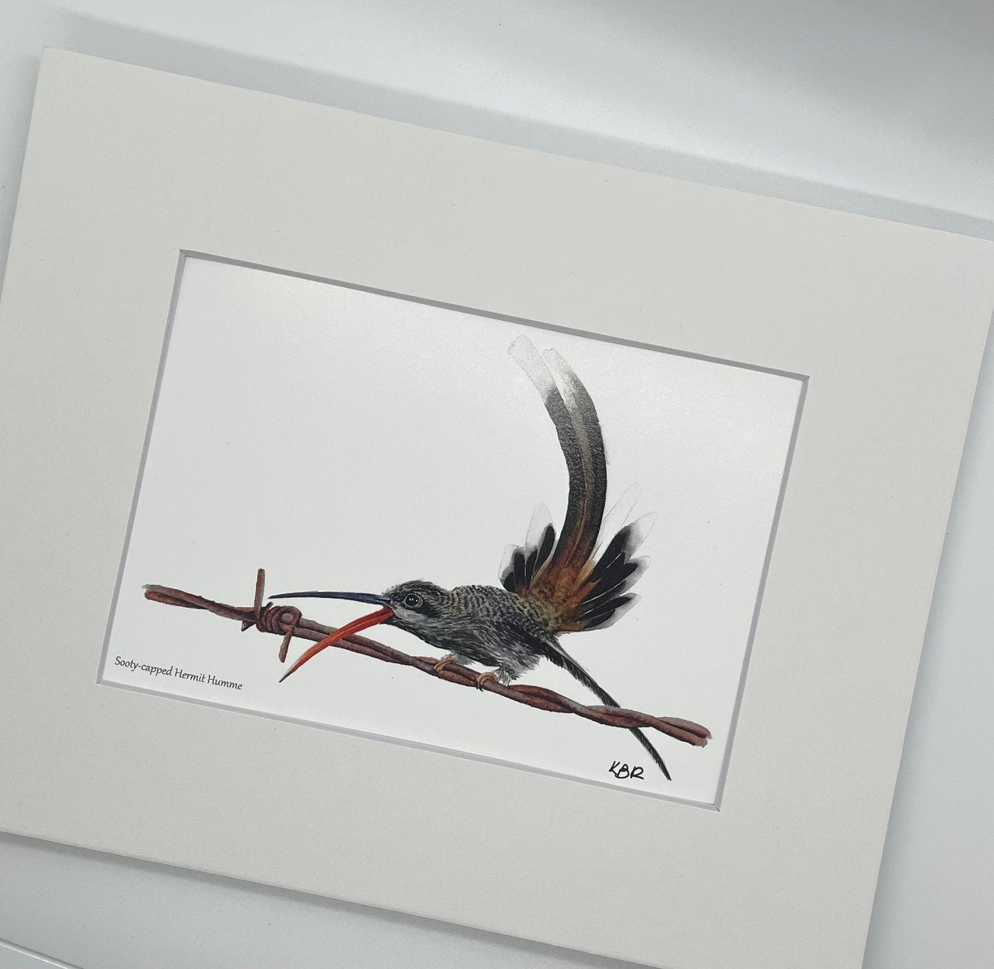 Sooty-capped Hermit - Bird Art by KB - Giclee Print with White Mat