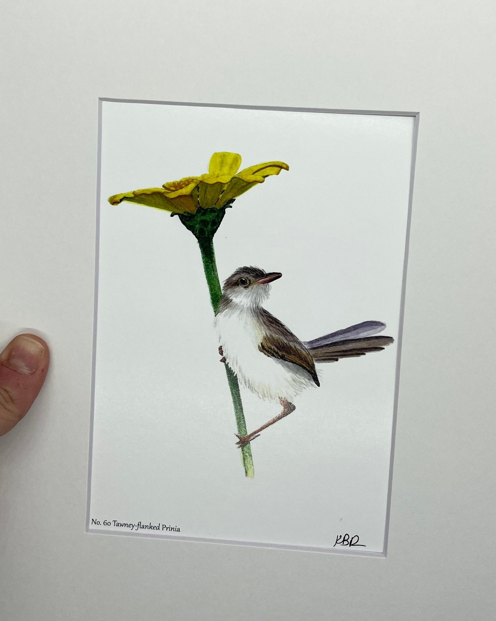 Tawny Flanked Prinia (Adult) - Bird Art by KB - Giclee Print with White Border